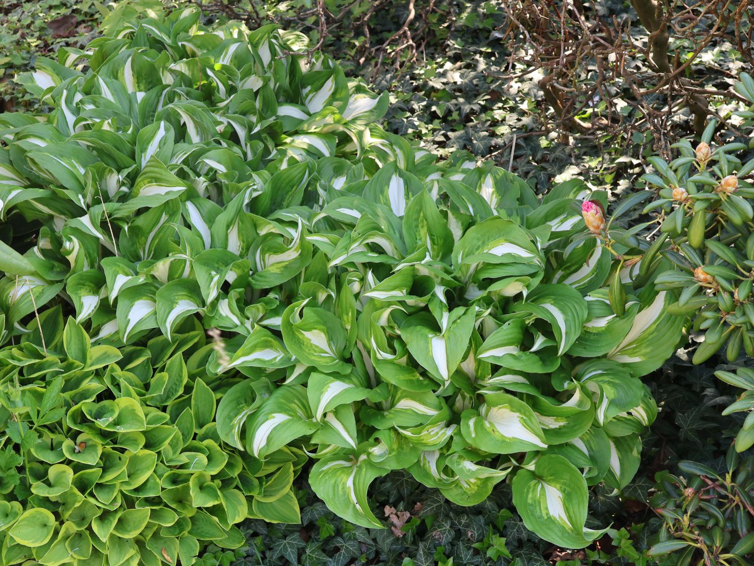 Funkie Hosta Mediovariegata "1 Wurzelstock" Staude Funkien Lieferbar ab 1.3.19 