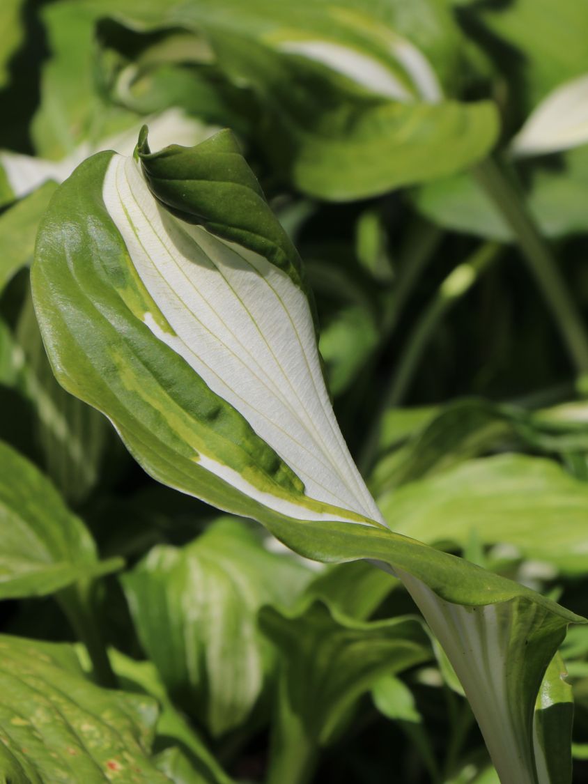 Funkie Hosta Mediovariegata "1 Wurzelstock" Staude Funkien Lieferbar ab 1.3.19 