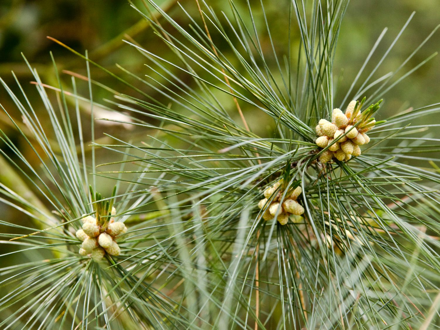 Weymouth-Kiefer Pinus strobus Pflanze 35-40cm Weymouthskiefer Strobe Kiefer 