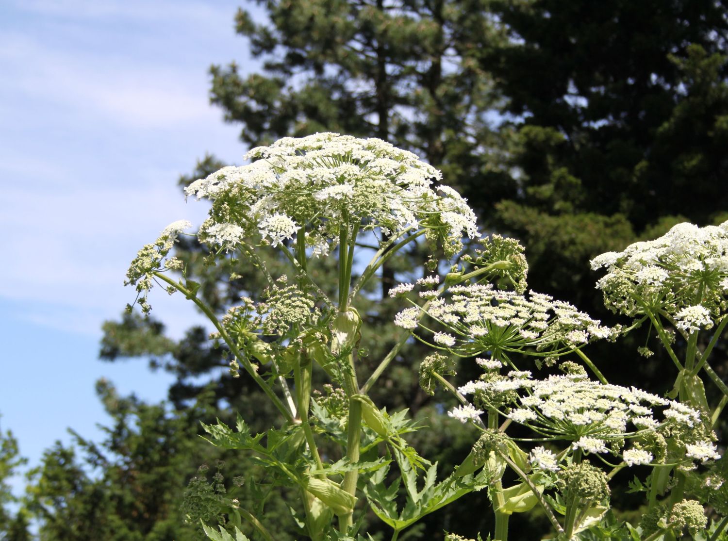Bärenklau (Heracleum) - Infos & Pflanzen dieser Gattung