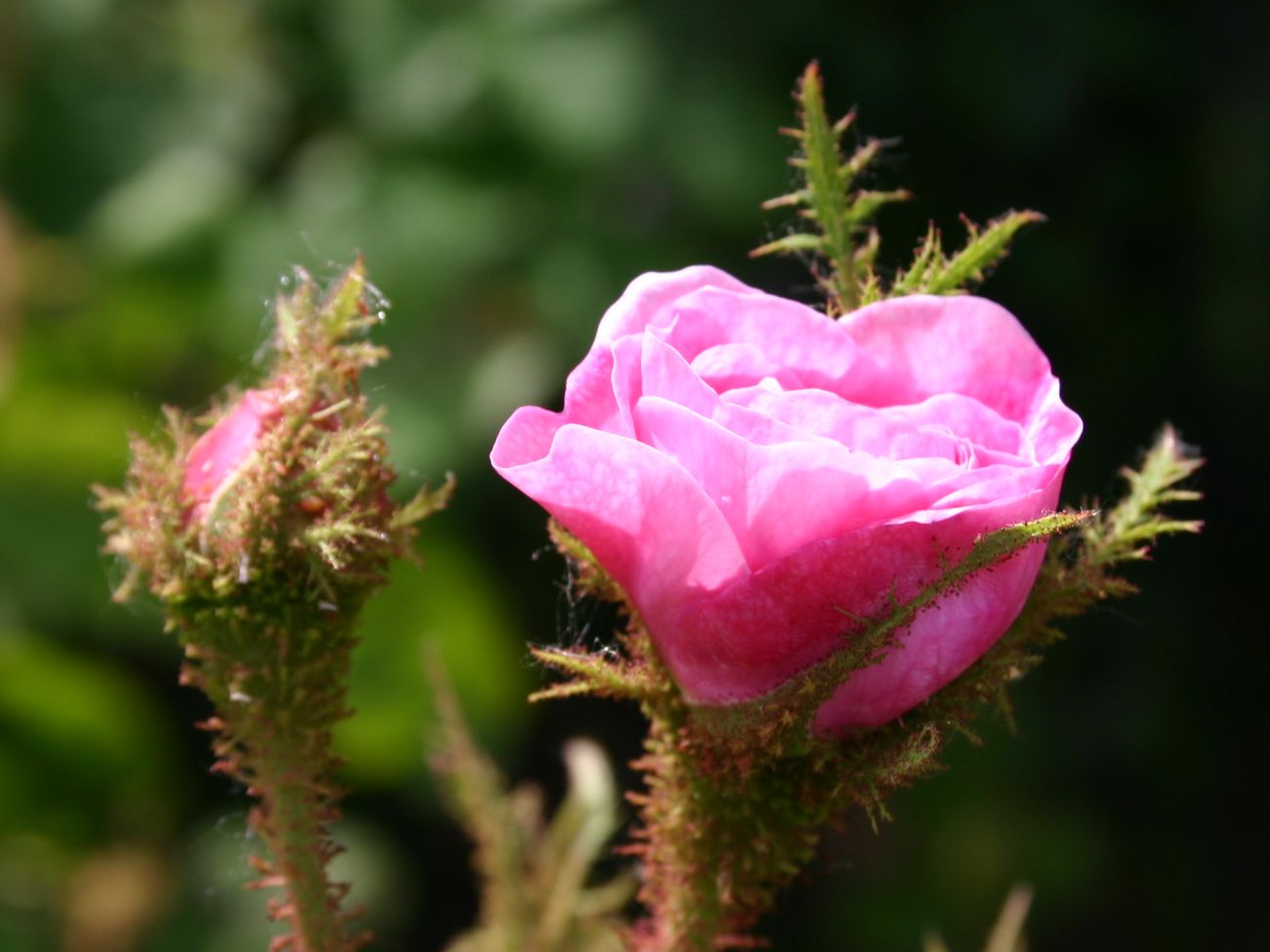 Moos-Rose / Wildrose \'Muscosa\' - Schönste Rosen & Expertenwissen