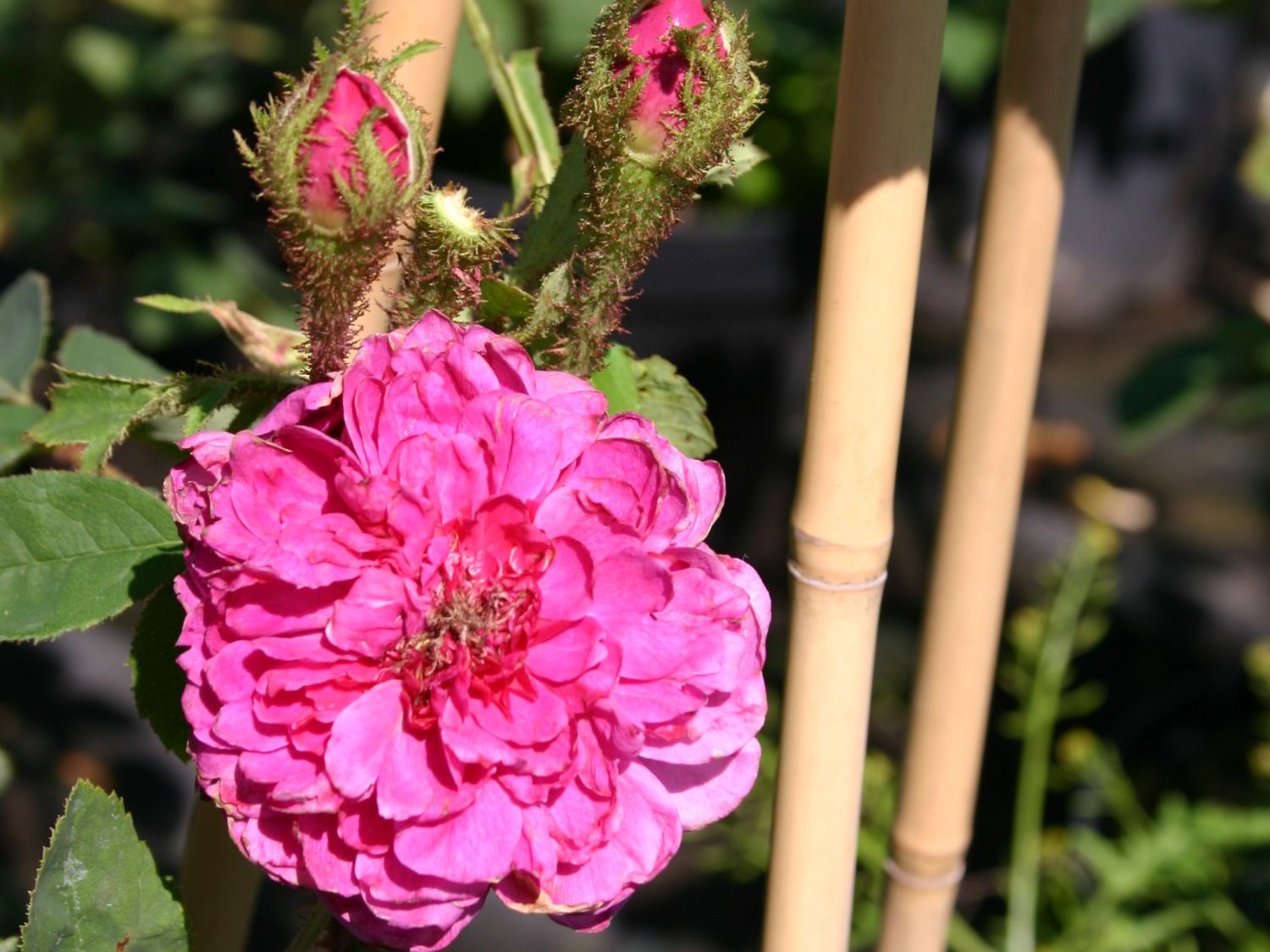 Moos-Rose / Wildrose 'Muscosa' - Schönste Rosen & Expertenwissen