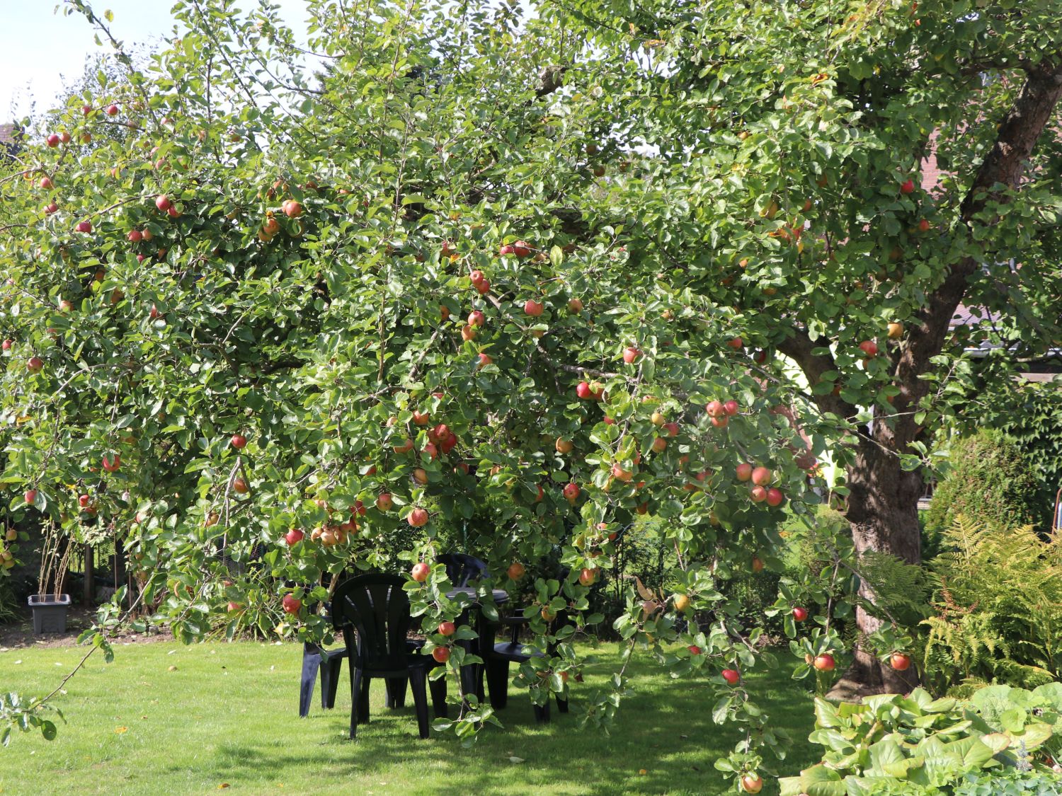 Winterapfel 'Schöner aus Boskoop' - Malus domestica 'Schöner aus Boskoop' -  Baumschule Horstmann