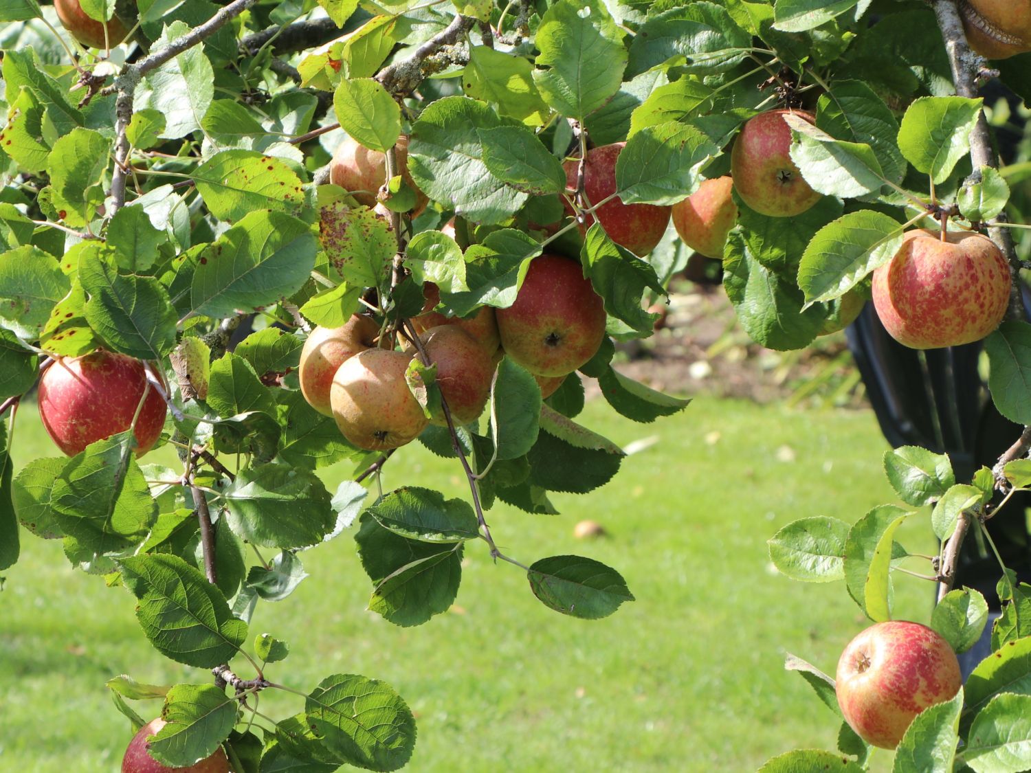 Winterapfel 'Schöner aus Boskoop' - Malus domestica 'Schöner aus Boskoop' -  Baumschule Horstmann