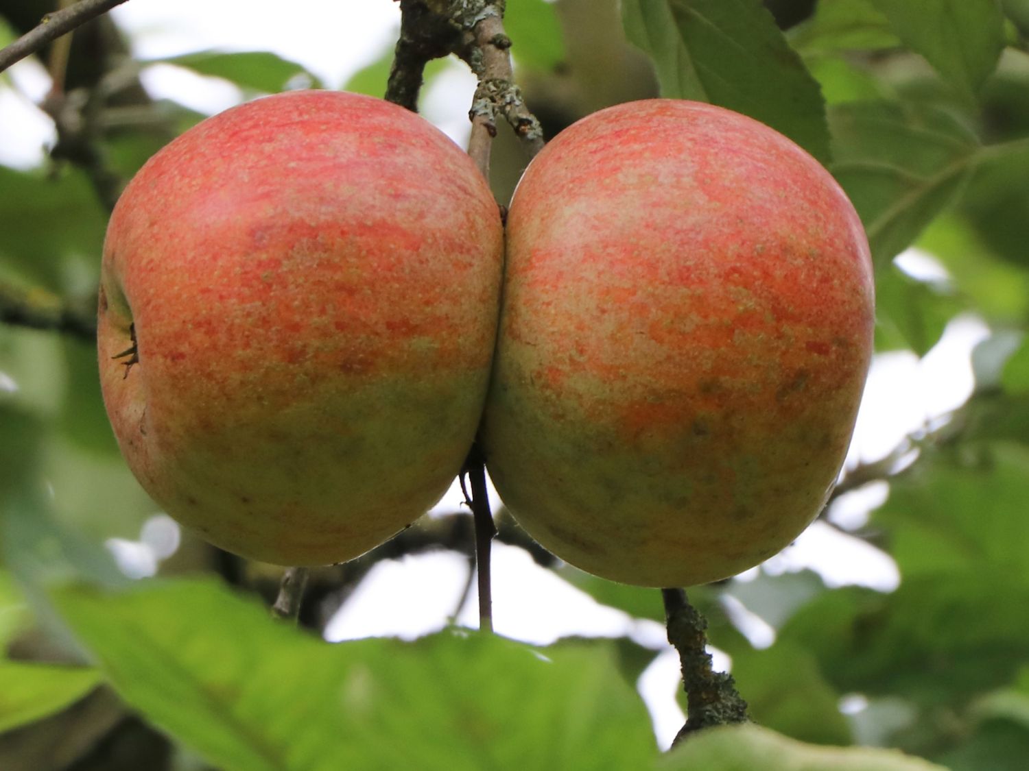 Apfelbaum 'Celler Dickstiel' online kaufen, Streuobstsorte 2022