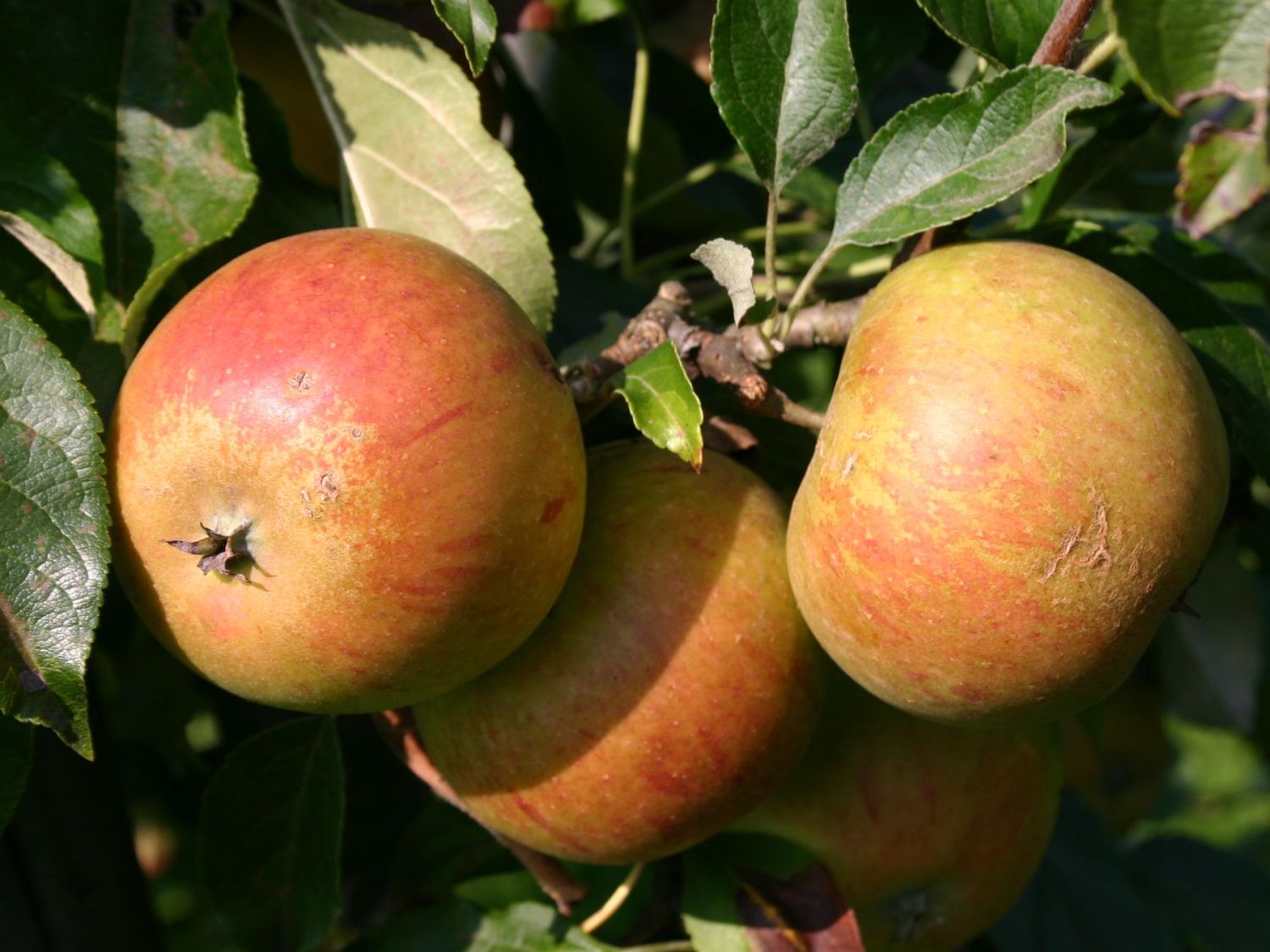 Herbstapfel 'Cox Orange' Renette - Malus 'Cox Orange' Renette - Baumschule  Horstmann