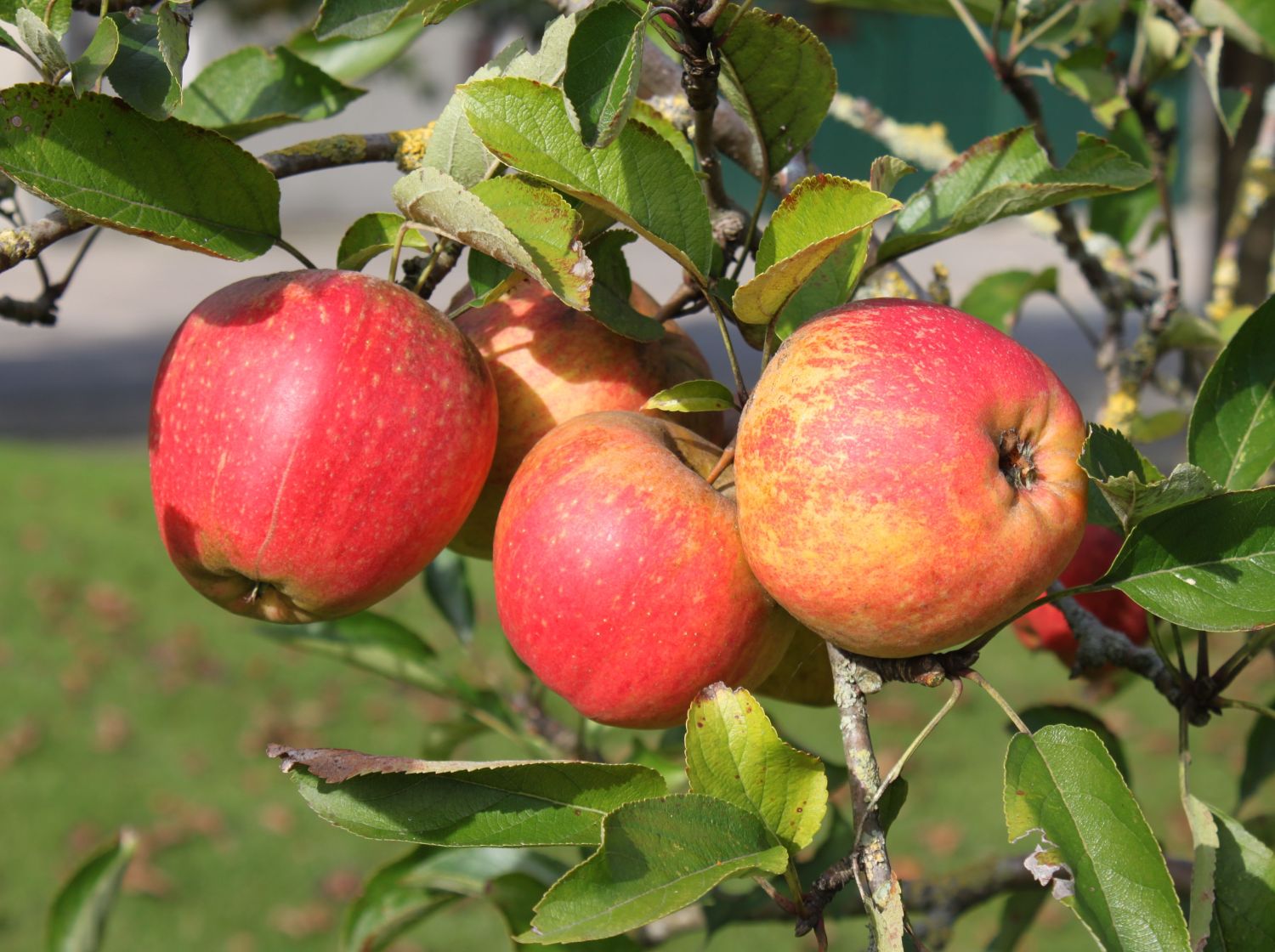 Winterapfel \'Finkenwerder Herbstprinz\' / \'Roter Hasenkopf\' - Malus \'Finkenwerder  Herbstprinz\' / \'Roter Hasenkopf\' - Baumschule Horstmann