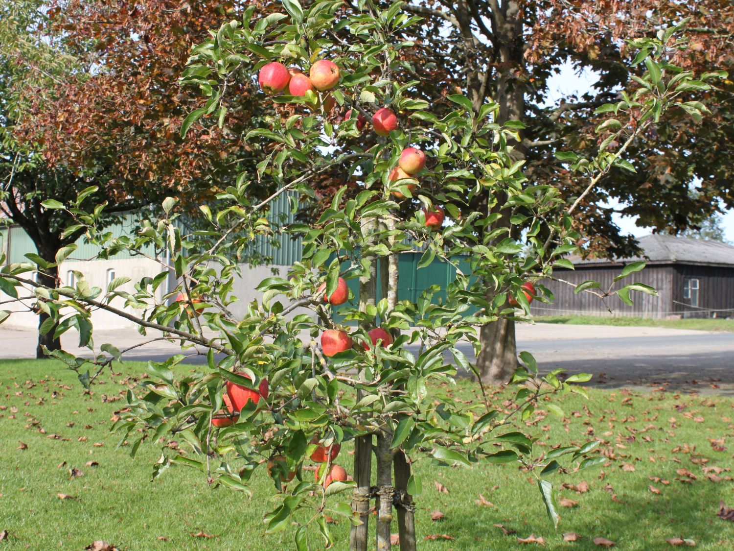 Winterapfel 'Finkenwerder Herbstprinz' / 'Roter Hasenkopf' - Malus 'Finkenwerder  Herbstprinz' / 'Roter Hasenkopf' - Baumschule Horstmann