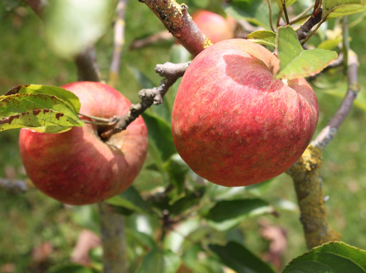 Winterapfel 'Finkenwerder Herbstprinz' / 'Roter Hasenkopf' - Malus 'Finkenwerder  Herbstprinz' / 'Roter Hasenkopf' - Baumschule Horstmann