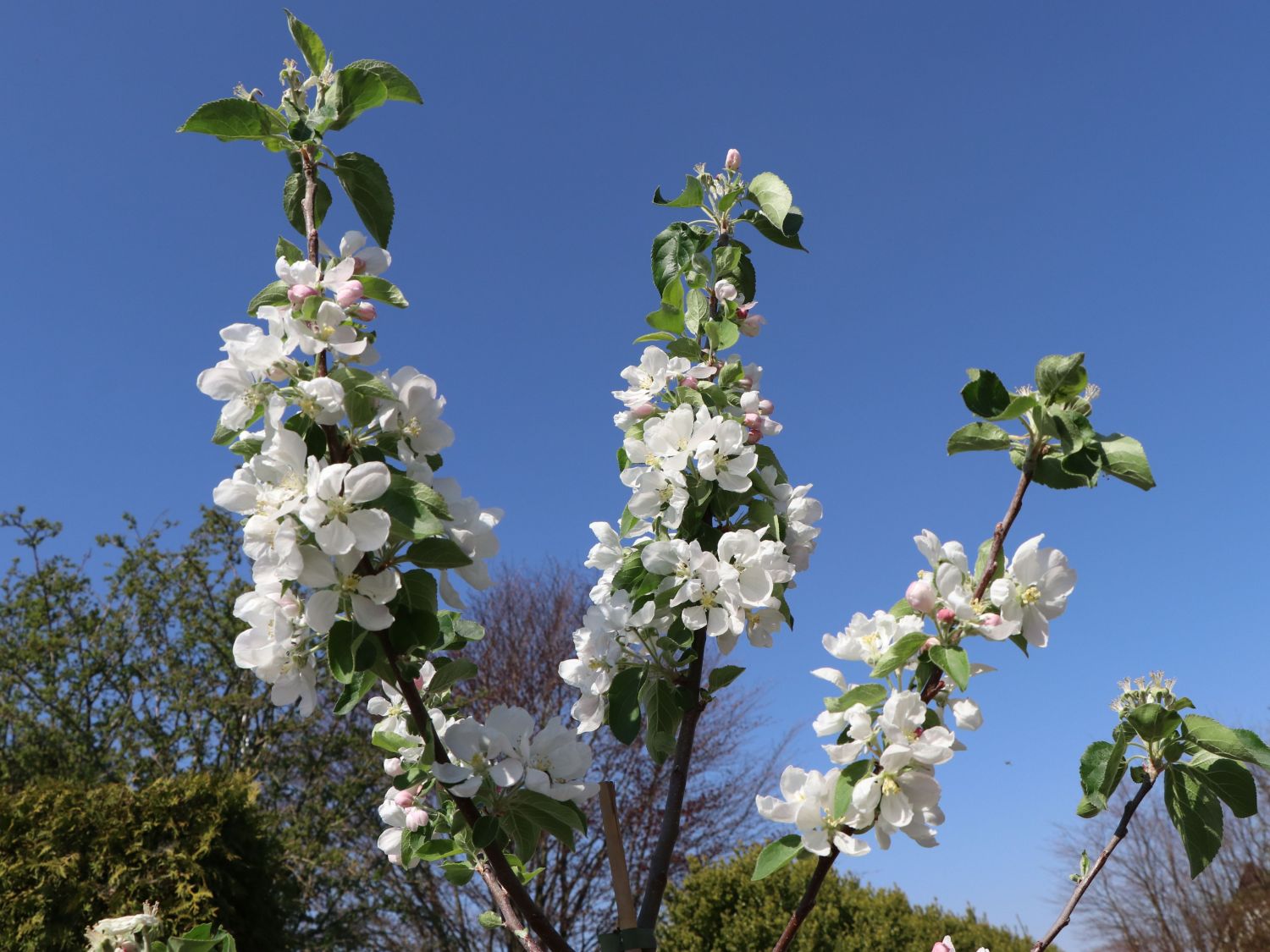 Winterapfel \'Finkenwerder Herbstprinz\' / \'Roter Hasenkopf\' - Malus \'Finkenwerder  Herbstprinz\' / \'Roter Hasenkopf\' - Baumschule Horstmann