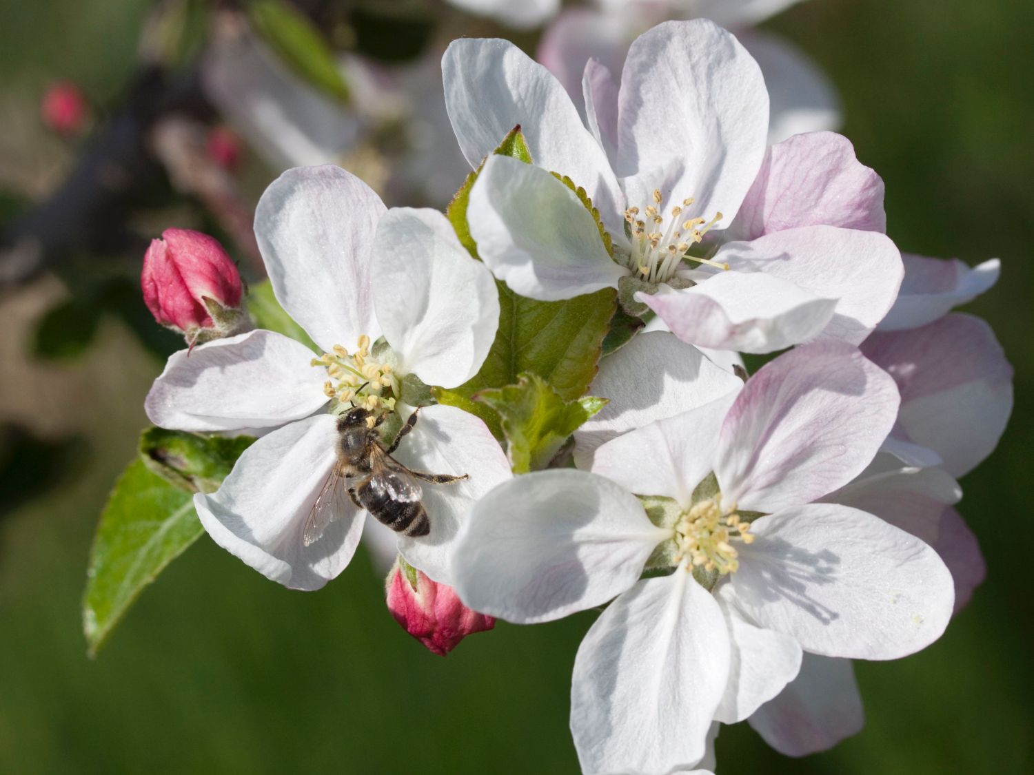 Winterapfel \'Finkenwerder Herbstprinz\' / \'Roter Hasenkopf\' - Malus \'Finkenwerder  Herbstprinz\' / \'Roter Hasenkopf\' - Baumschule Horstmann