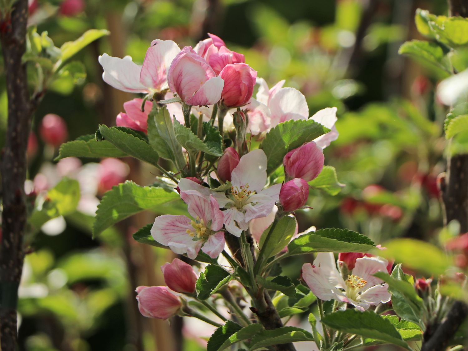 \'Roter - Horstmann Hasenkopf\' Winterapfel Hasenkopf\' Herbstprinz\' / \'Finkenwerder \'Finkenwerder \'Roter Herbstprinz\' / - Malus Baumschule