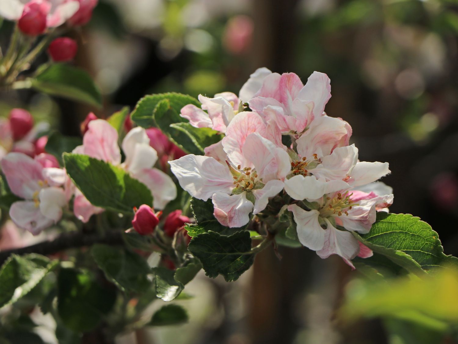 Herbstprinz\' \'Roter \'Roter Hasenkopf\' Horstmann / Hasenkopf\' Baumschule \'Finkenwerder \'Finkenwerder / Winterapfel - Herbstprinz\' - Malus