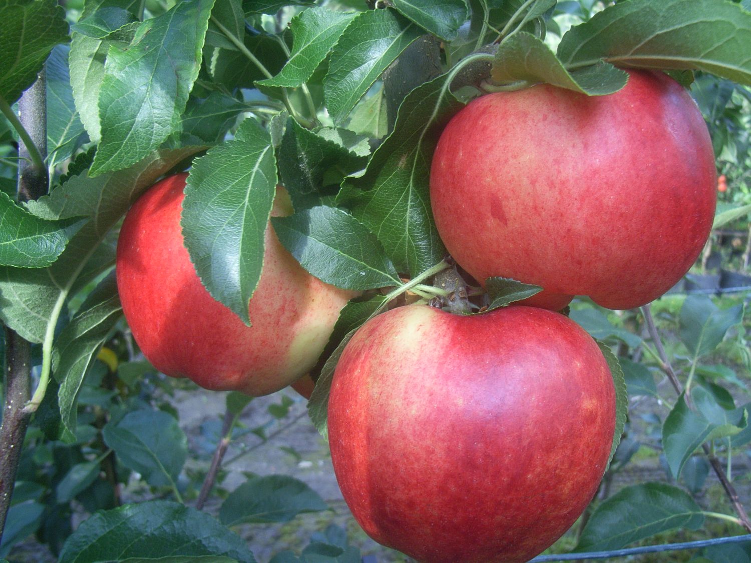 Winterapfel 'Gewürzluikenapfel' - Malus 'Gewürzluikenapfel' - Baumschule  Horstmann