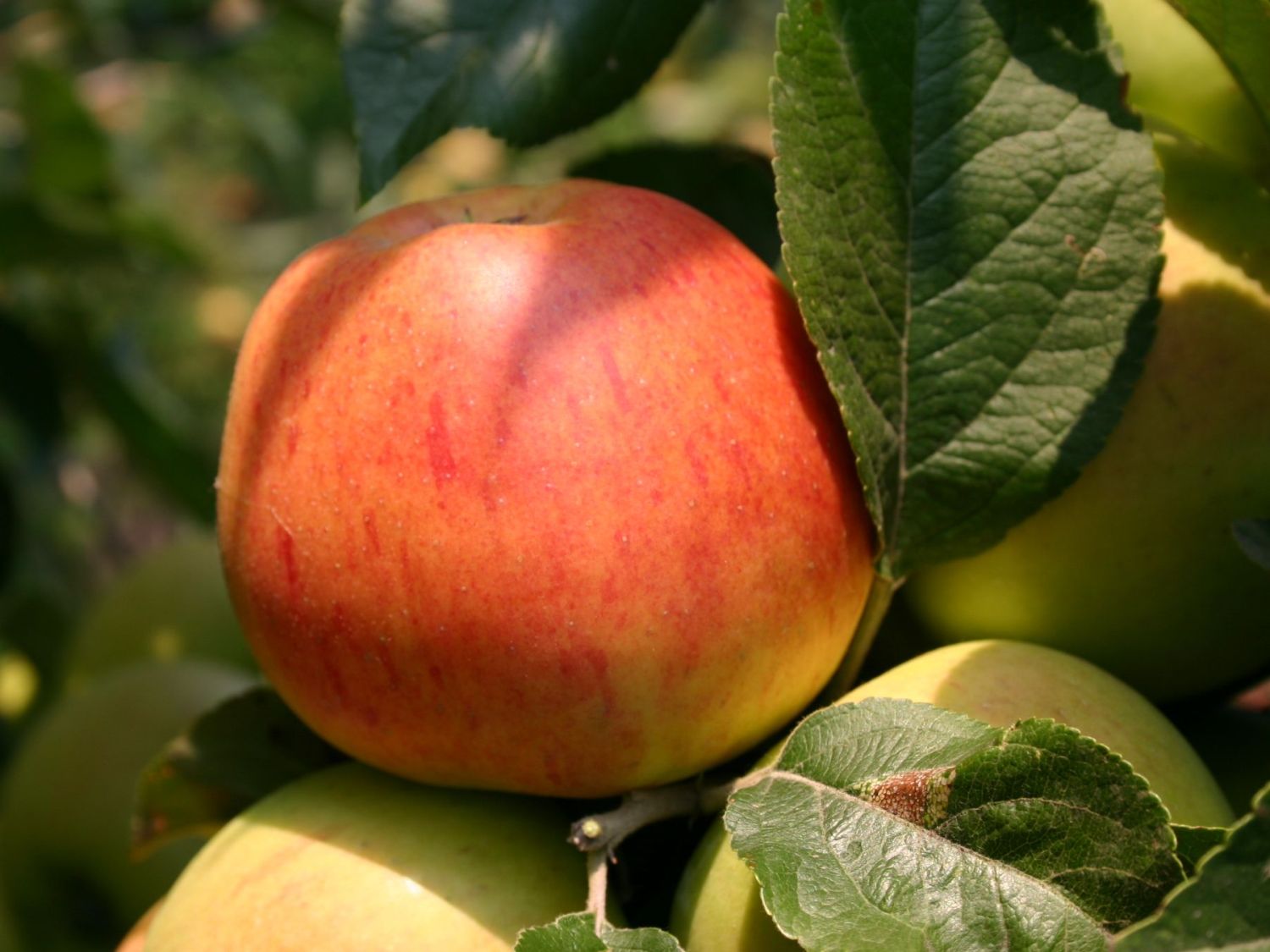 Winterapfel 'Goldparmäne' - Malus 'Goldparmäne' - Baumschule Horstmann