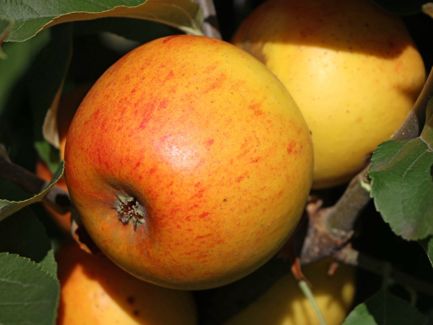 Winterapfel 'Goldparmäne' - Malus 'Goldparmäne' - Baumschule Horstmann