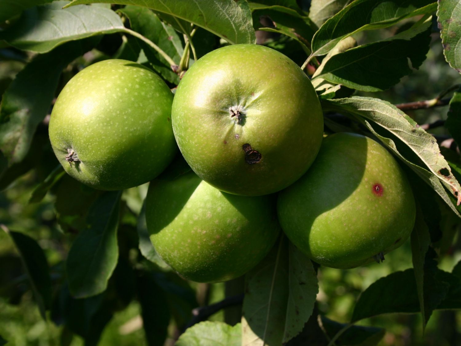 Winterapfel \'Granny Smith\' - - Smith\' Malus Baumschule Horstmann \'Granny