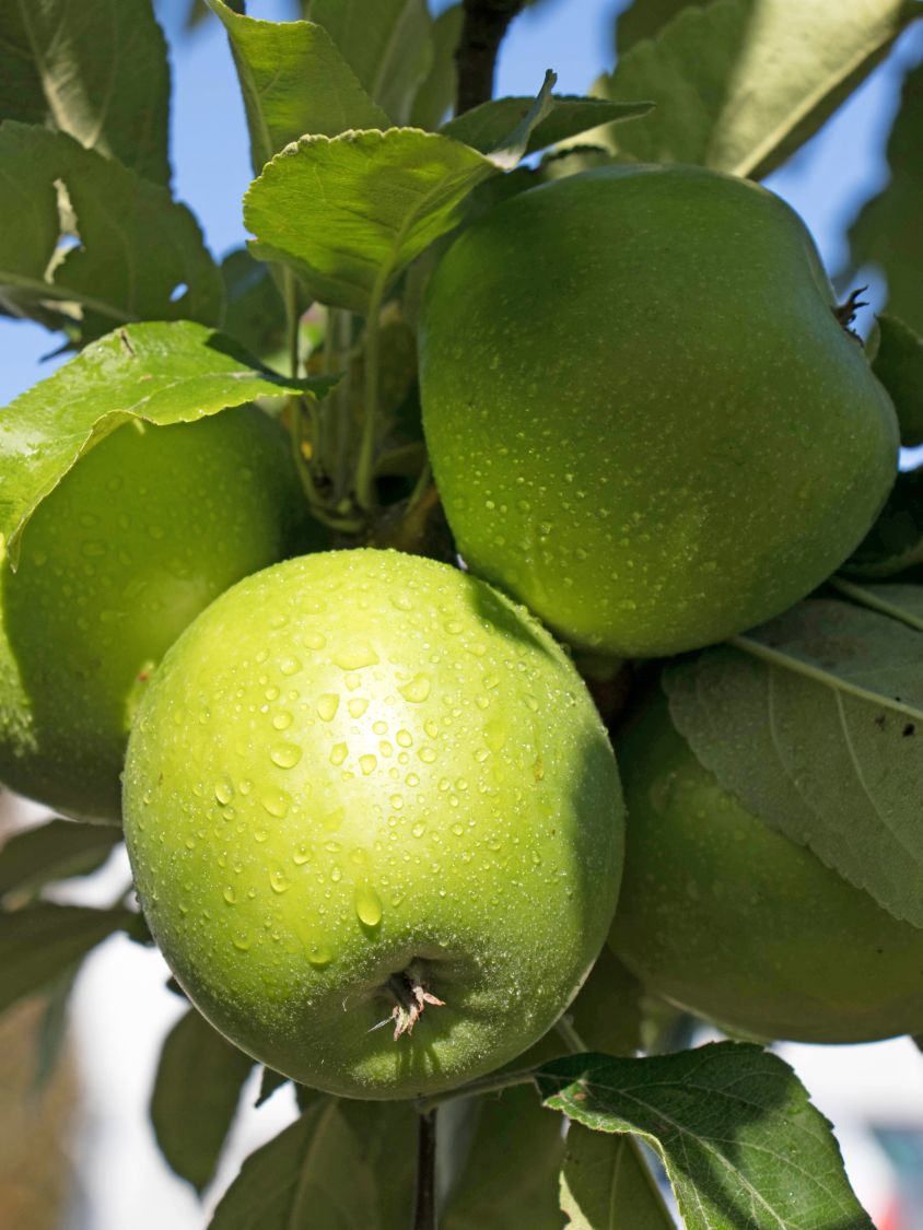 Winterapfel 'Granny Smith' - Malus 'Granny Smith' - Baumschule Horstmann