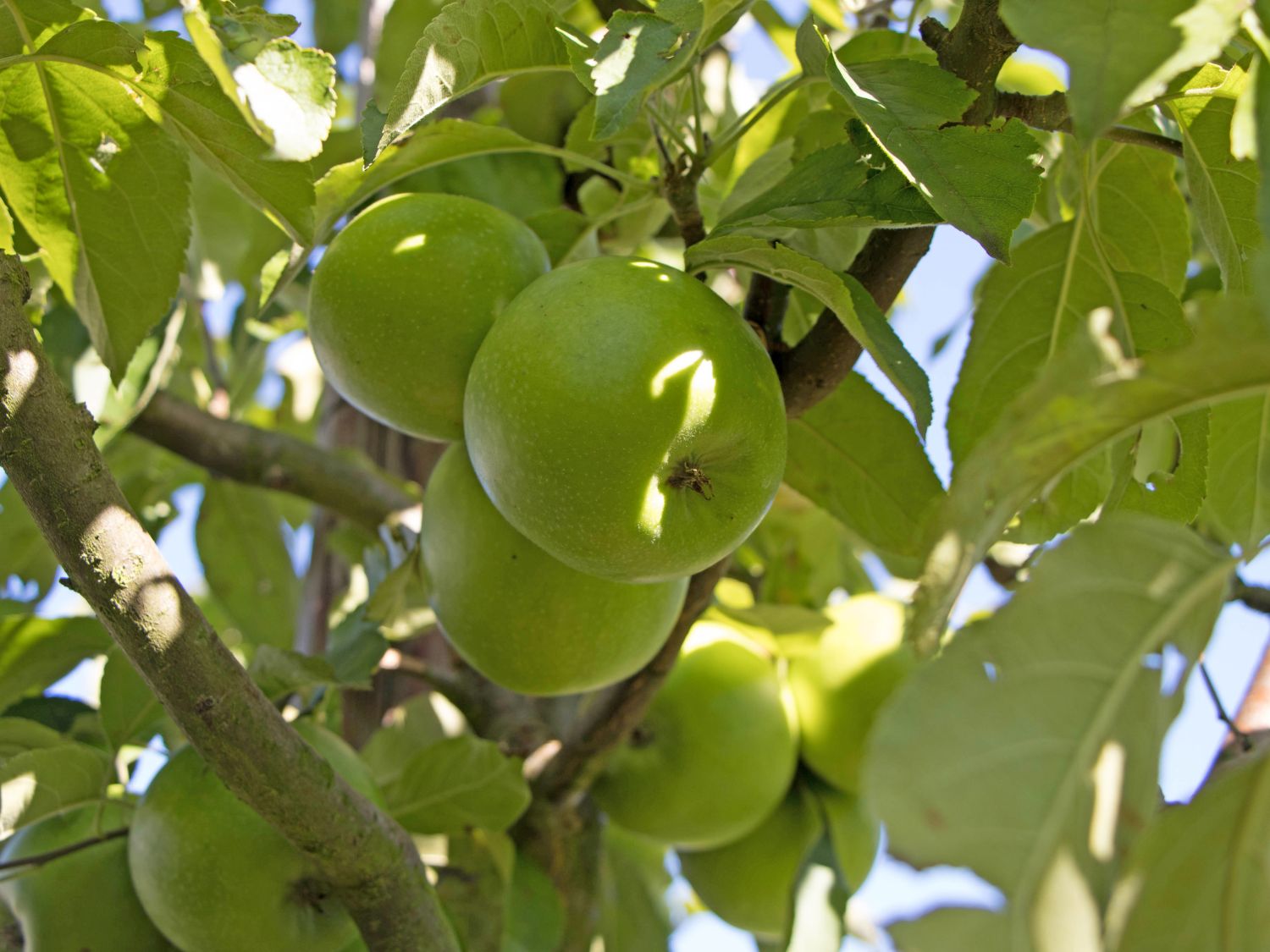 Winterapfel 'Granny Smith' - Malus 'Granny Smith' - Baumschule Horstmann