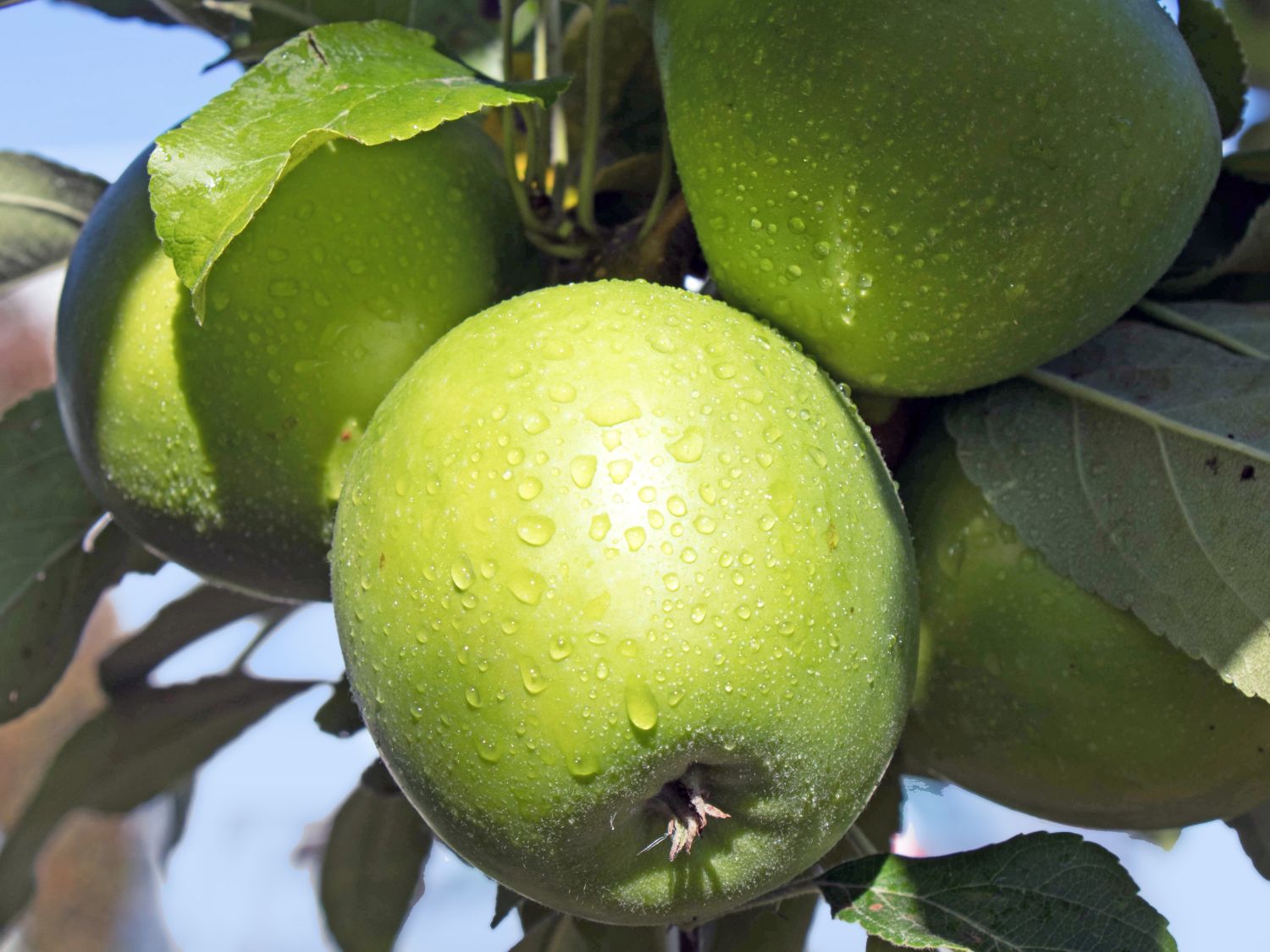 Winterapfel 'Granny Smith' - Malus 'Granny Smith' - Baumschule Horstmann