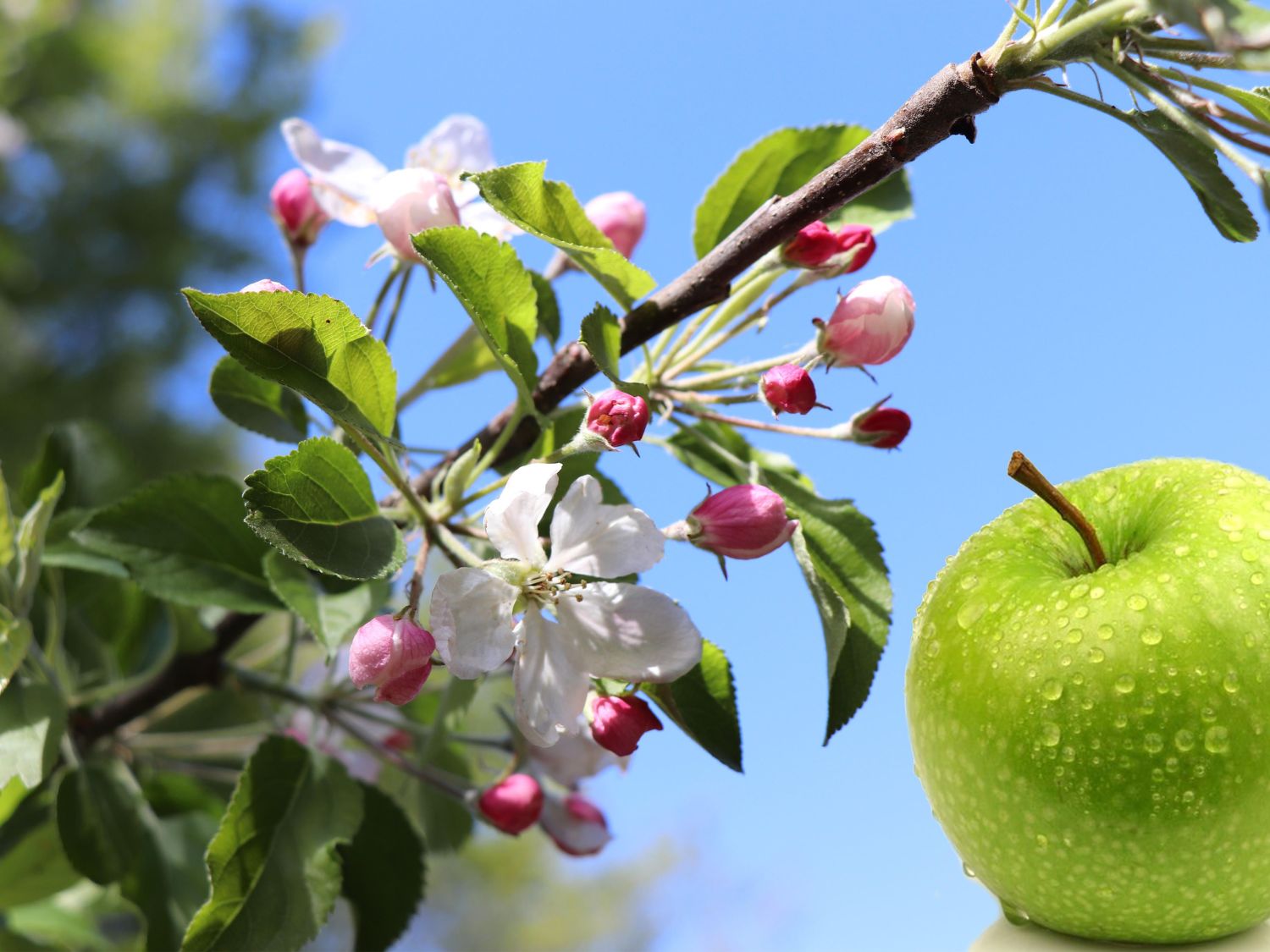 Winterapfel \'Granny Smith\' - Malus Baumschule \'Granny - Smith\' Horstmann