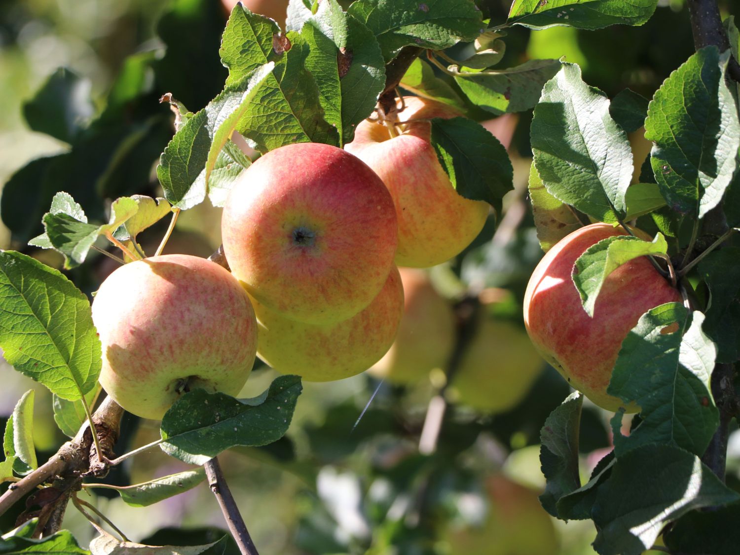 Winterapfel 'Jonagold' ® - Malus 'Jonagold' ® - Baumschule Horstmann