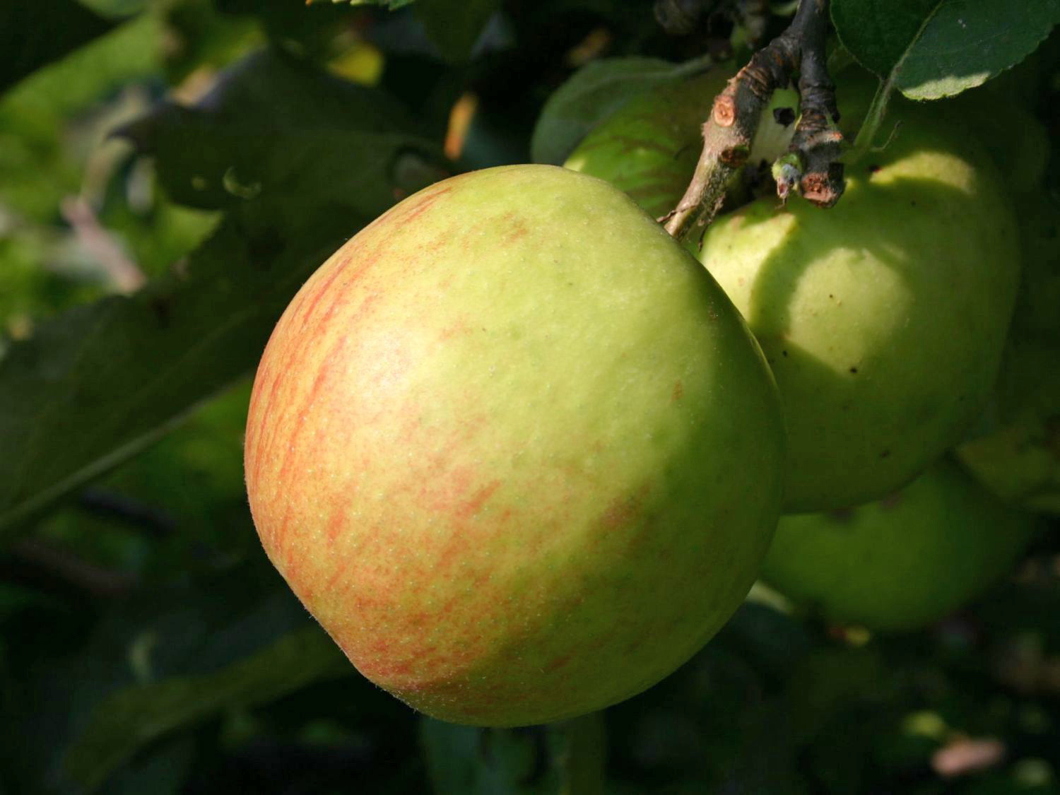 Winterapfel 'Jonagold' ® - Malus 'Jonagold' ® - Baumschule Horstmann