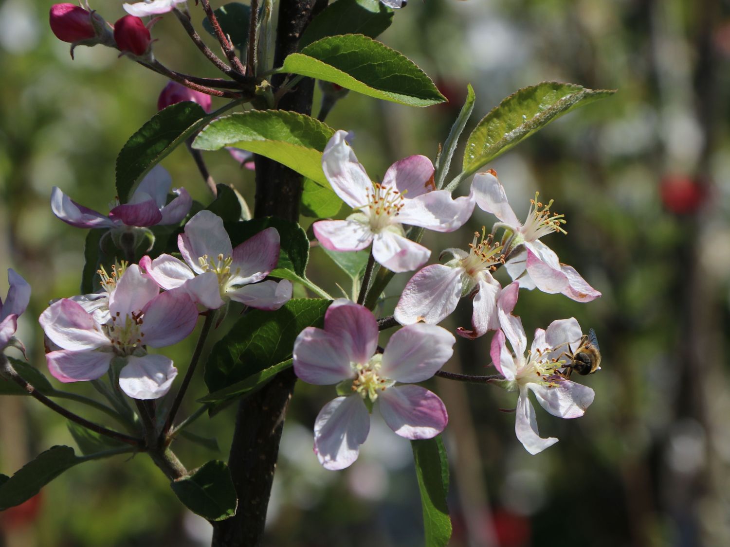 Winterapfel 'Jonagold' ® - Malus 'Jonagold' ® - Baumschule Horstmann