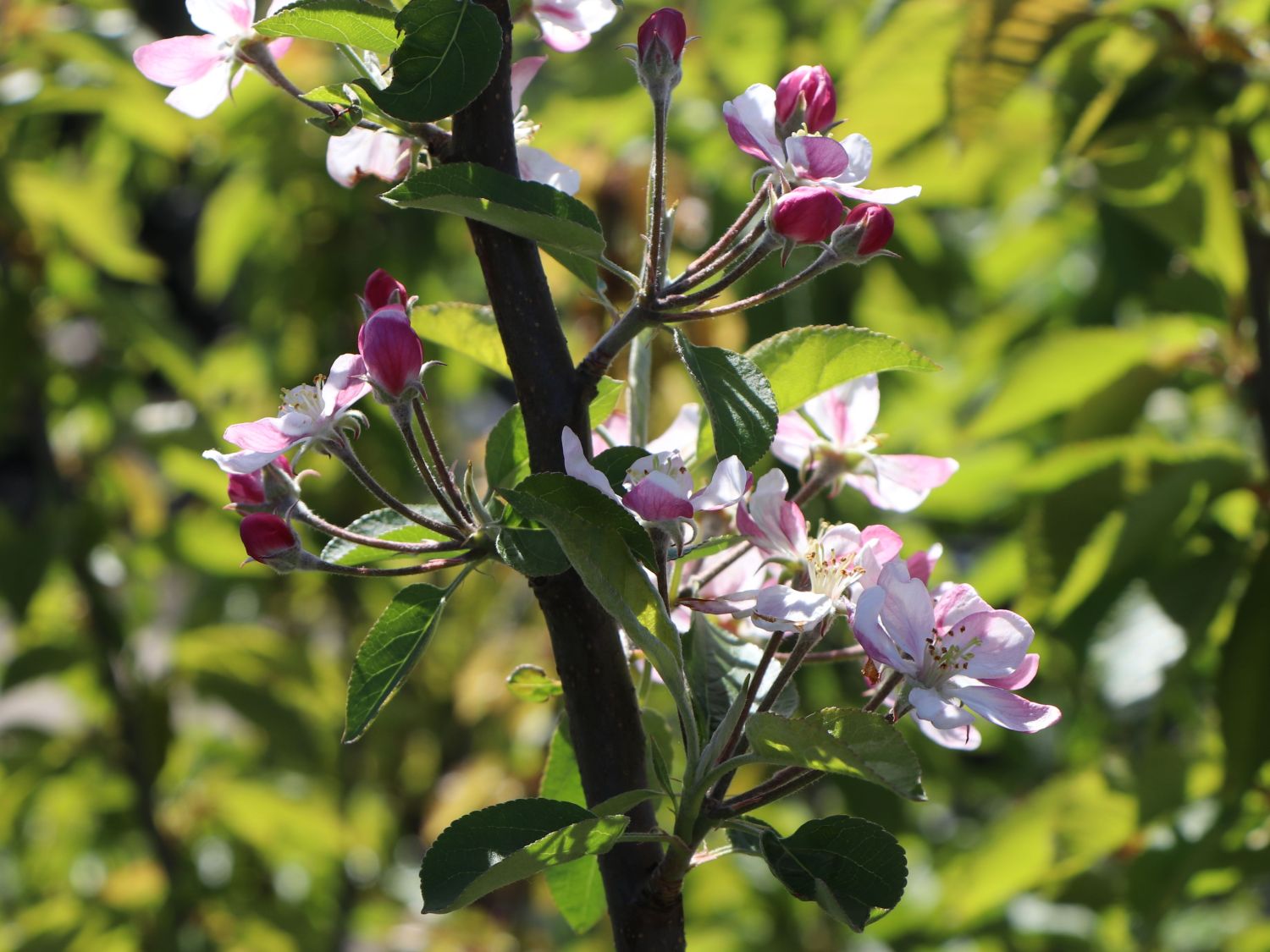 Winterapfel 'Jonagold' ® - Malus 'Jonagold' ® - Baumschule Horstmann