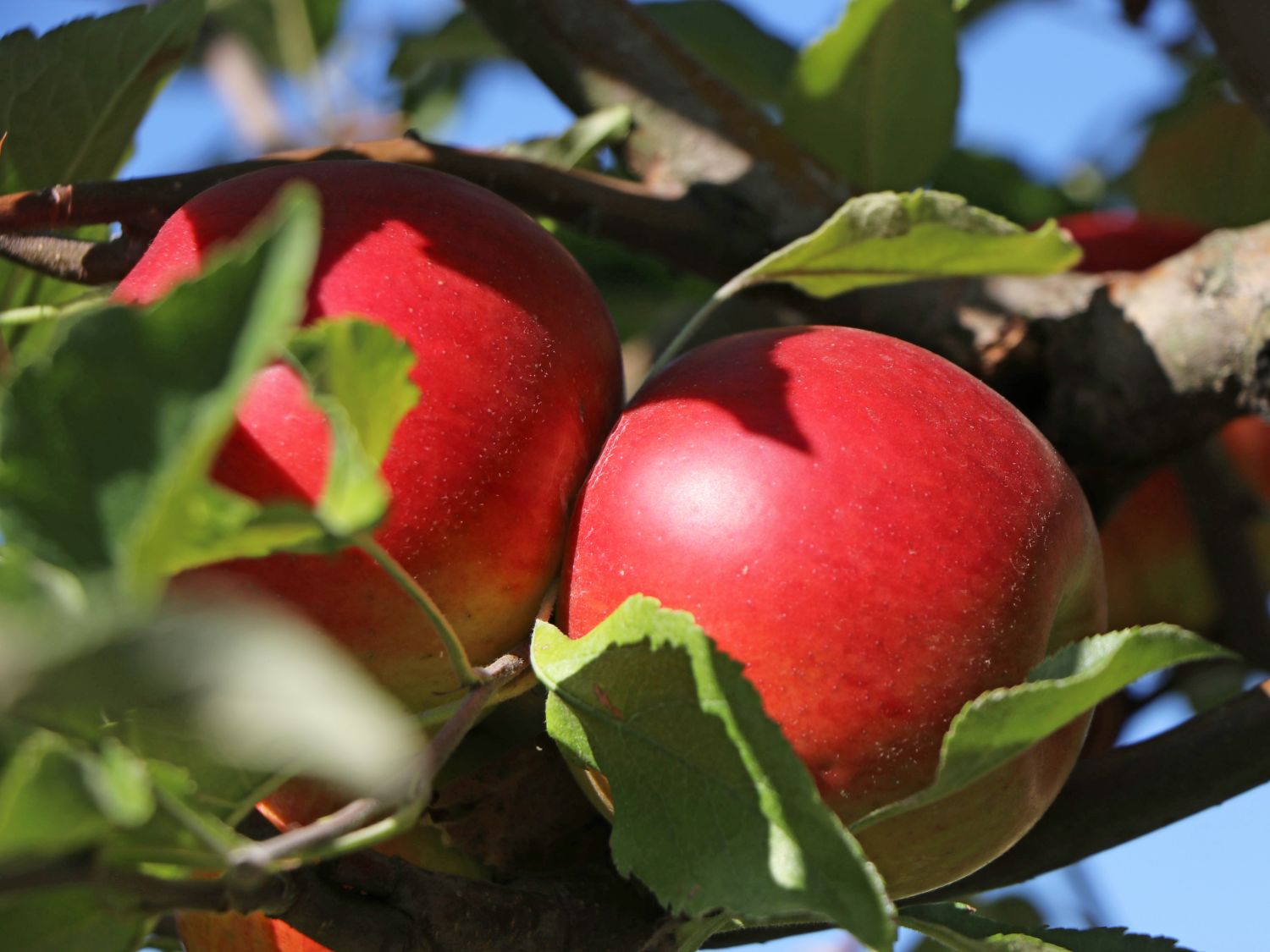 Apfelbaum Apfel Malus 'Jonathan' 'Roter Jonathan' 170 cm Halbstamm im Container 