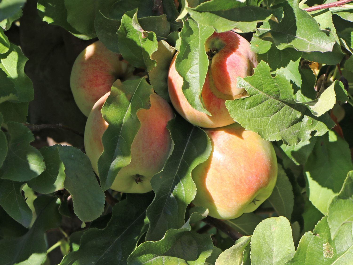 Winterapfel 'Korbiniansapfel' - Malus 'Korbiniansapfel' - Baumschule  Horstmann