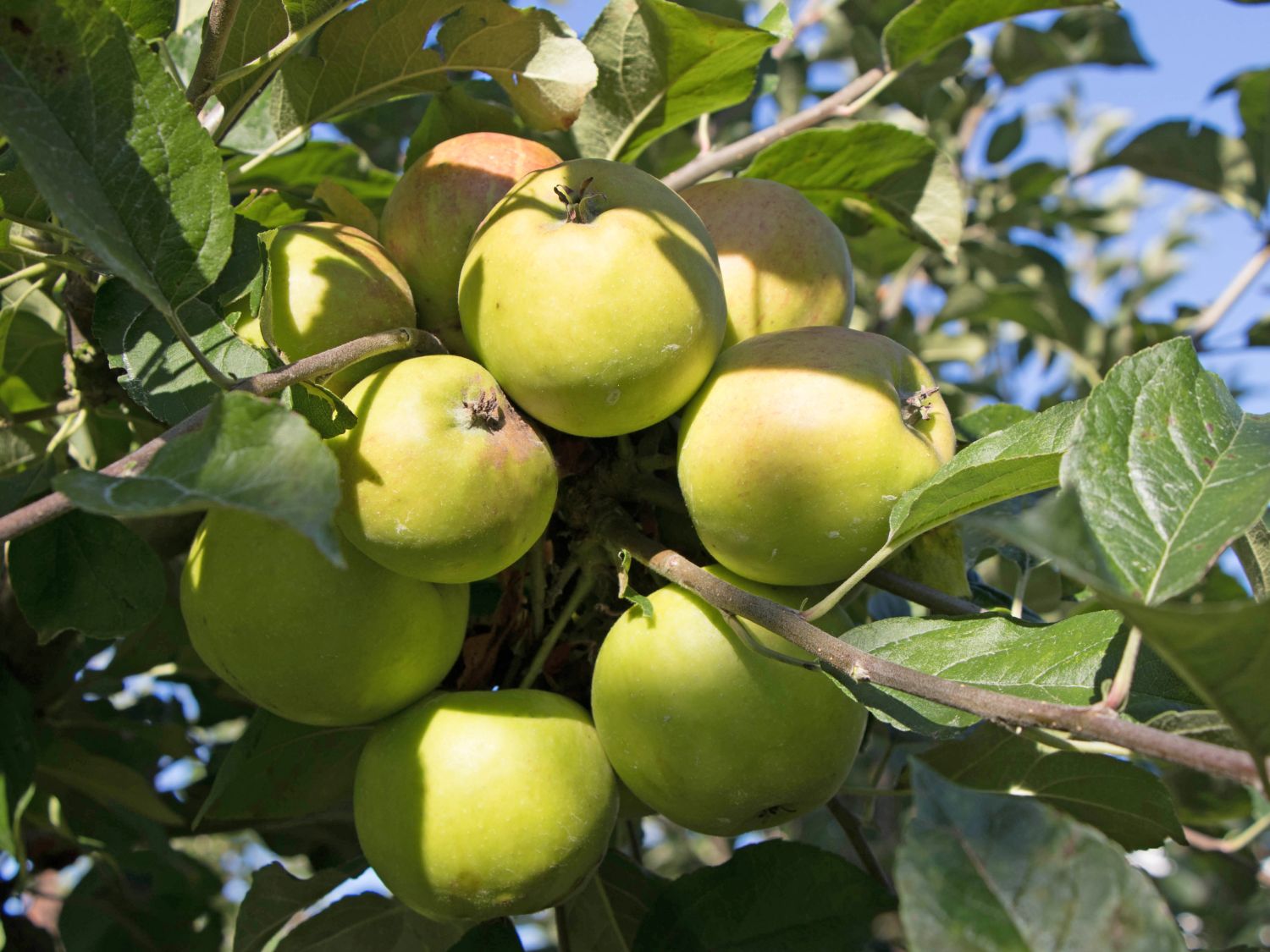 Wo hängt das Obst am Apfelbaum? Die Fruchttriebe des Apfels