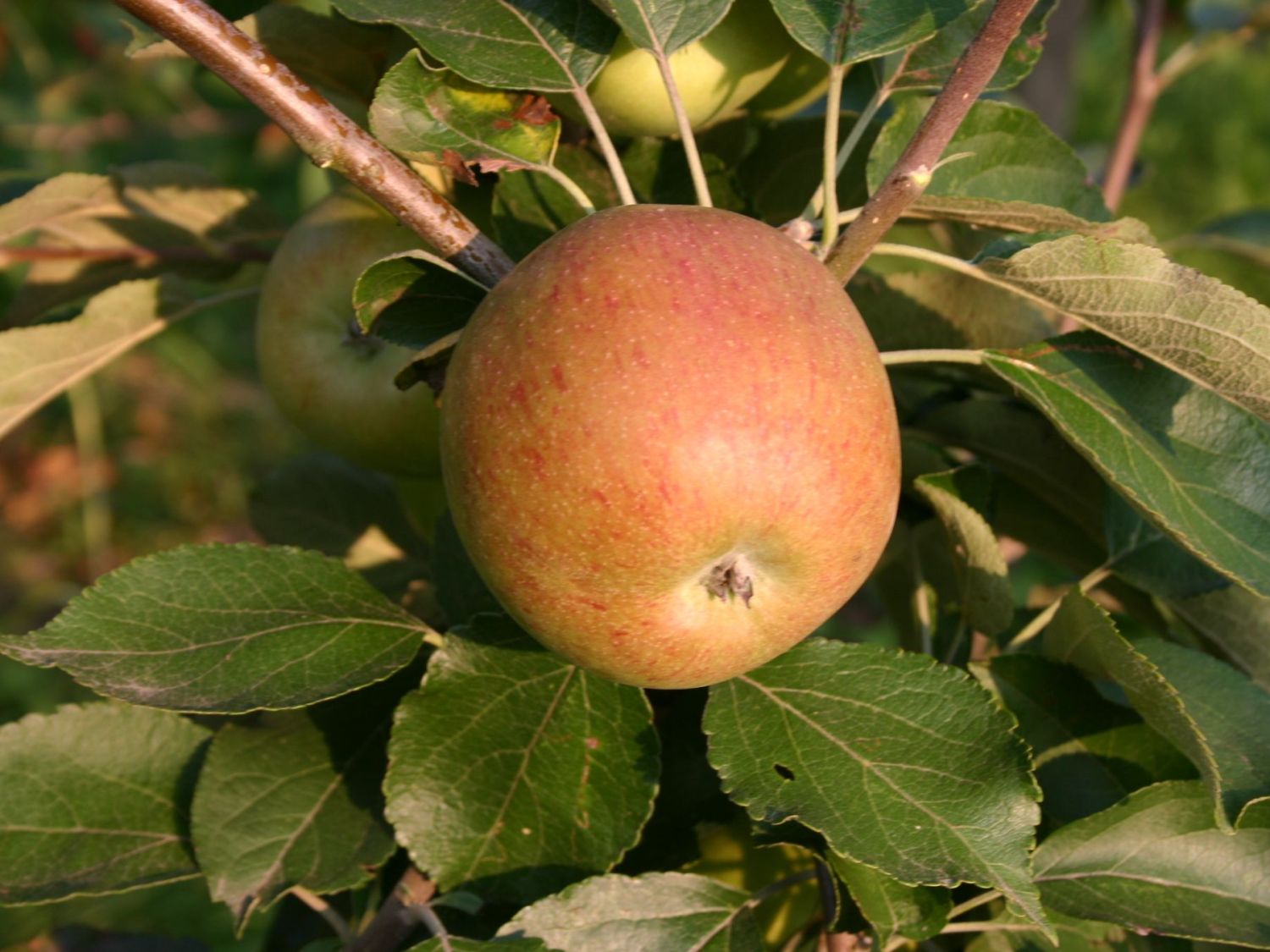 Winterapfel 'Pommerscher Krummstiel' - Malus 'Pommerscher Krummstiel' -  Baumschule Horstmann