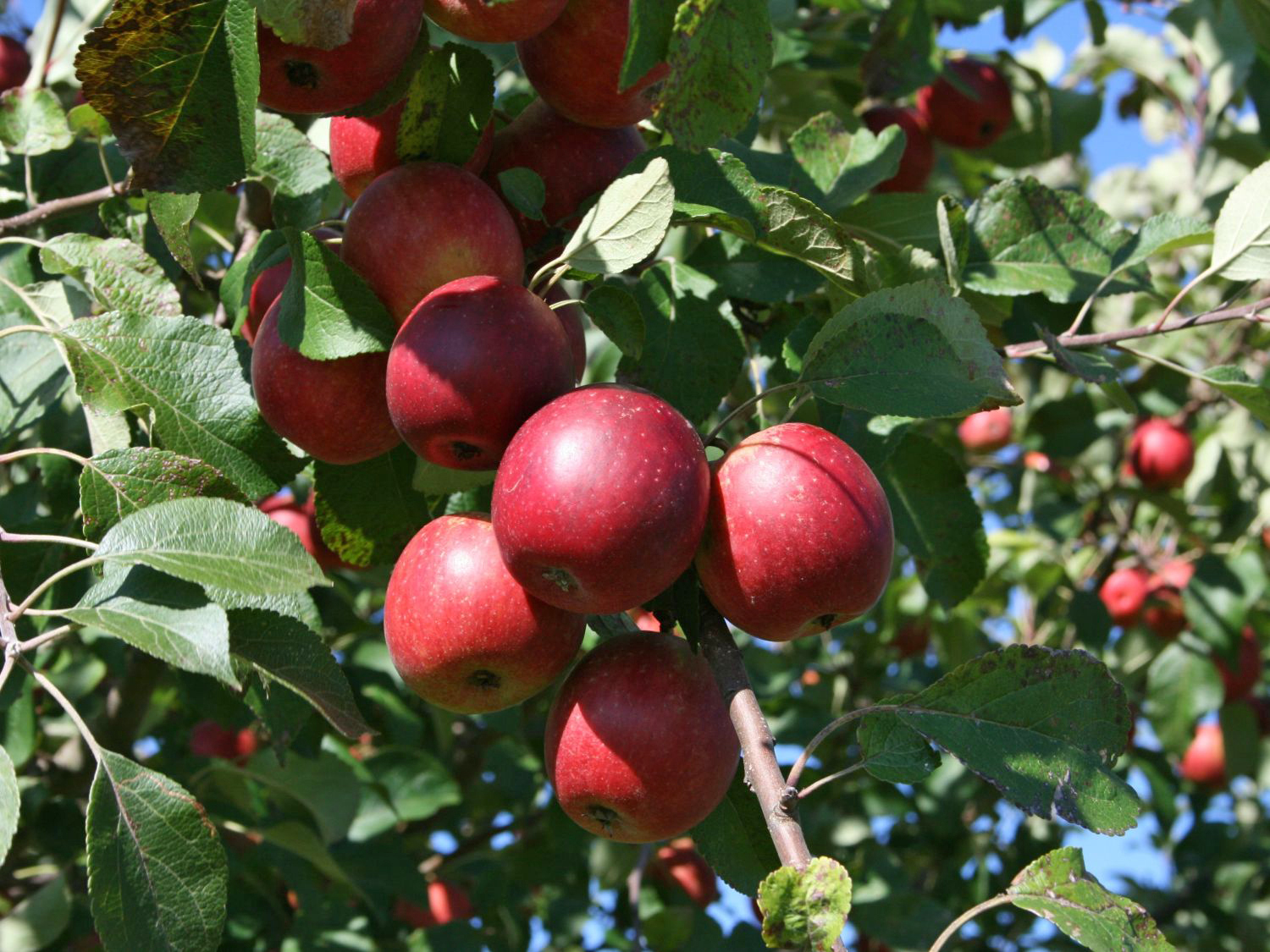 Winterapfel 'Purpurroter Cousinot' / 'Blutapfel' - Malus 'Purpurroter  Cousinot' / 'Blutapfel' - Baumschule Horstmann