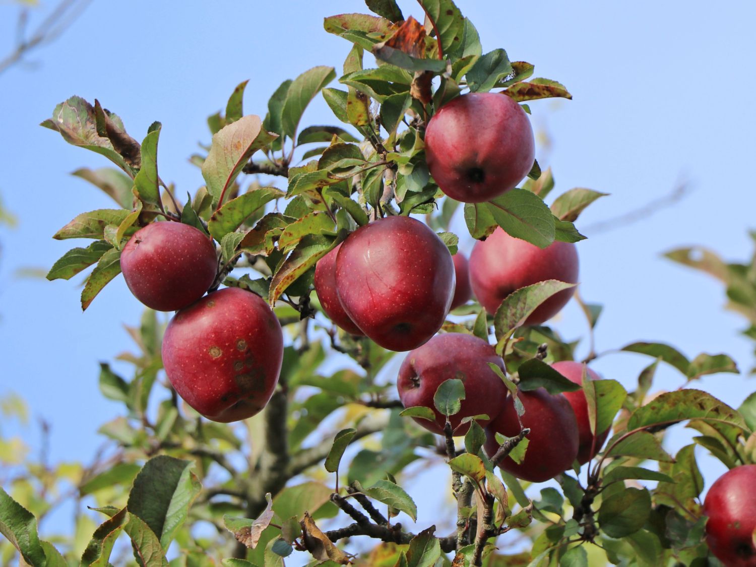 Winterapfel 'Red Delicious' / 'Roter Delicious' - Malus 'Red Delicious' / ' Roter Delicious' - Baumschule Horstmann