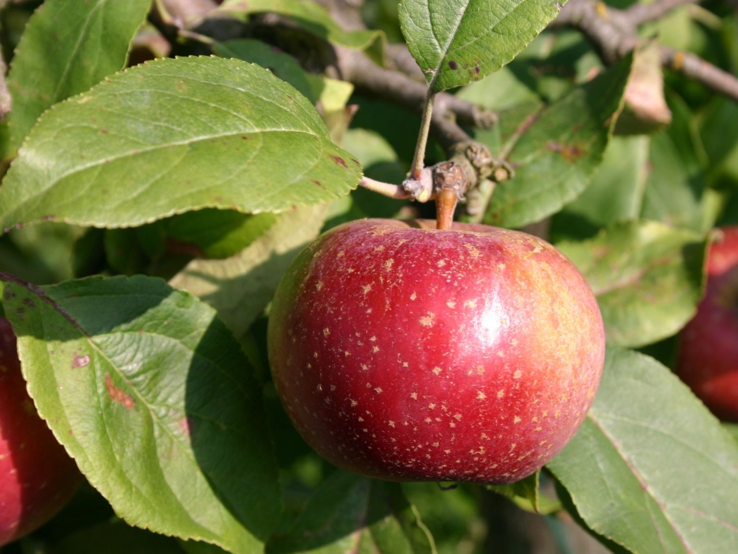 Winterapfel \'Rote Sternrenette\' - Malus \'Rote Sternrenette\' - Baumschule  Horstmann