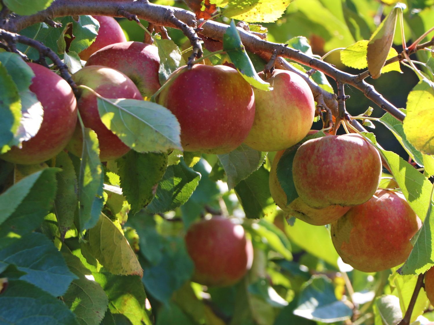 Winterapfel 'Roter Boskoop' - Malus 'Roter Boskoop' - Baumschule Horstmann