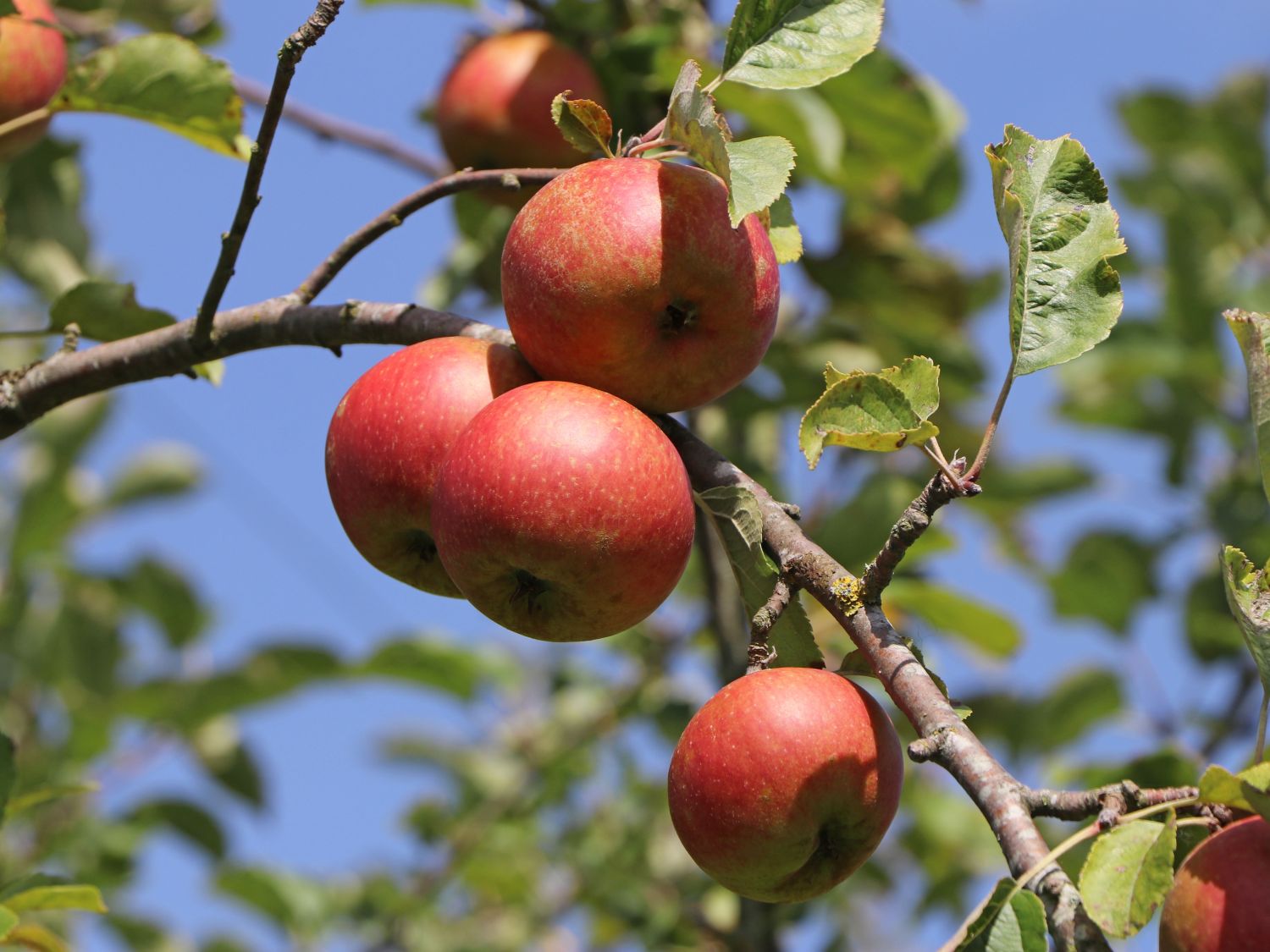 Winterapfel 'Roter Boskoop' - Malus 'Roter Boskoop' - Baumschule Horstmann