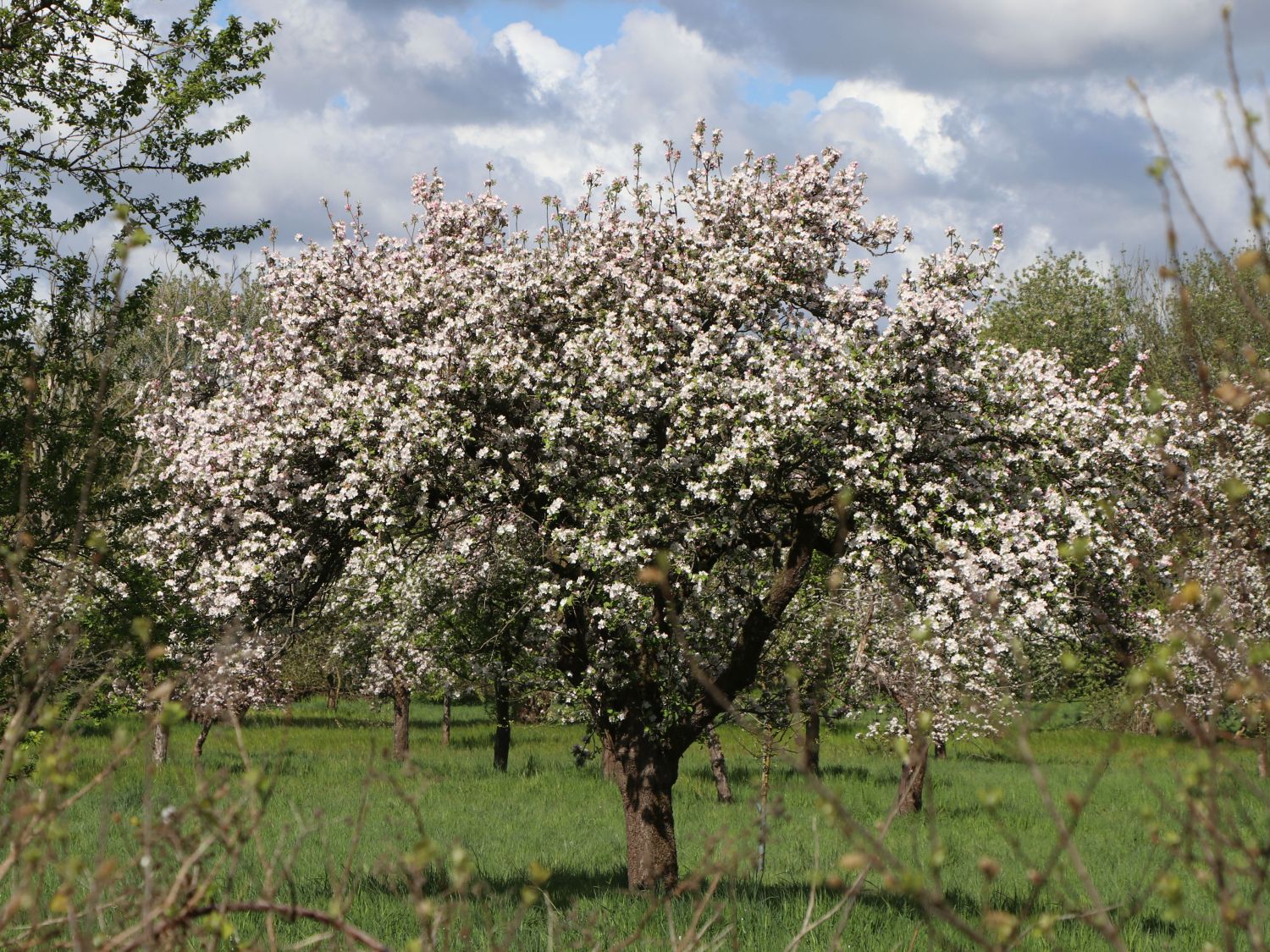 Winterapfel 'Roter Boskoop' - Malus 'Roter Boskoop' - Baumschule Horstmann