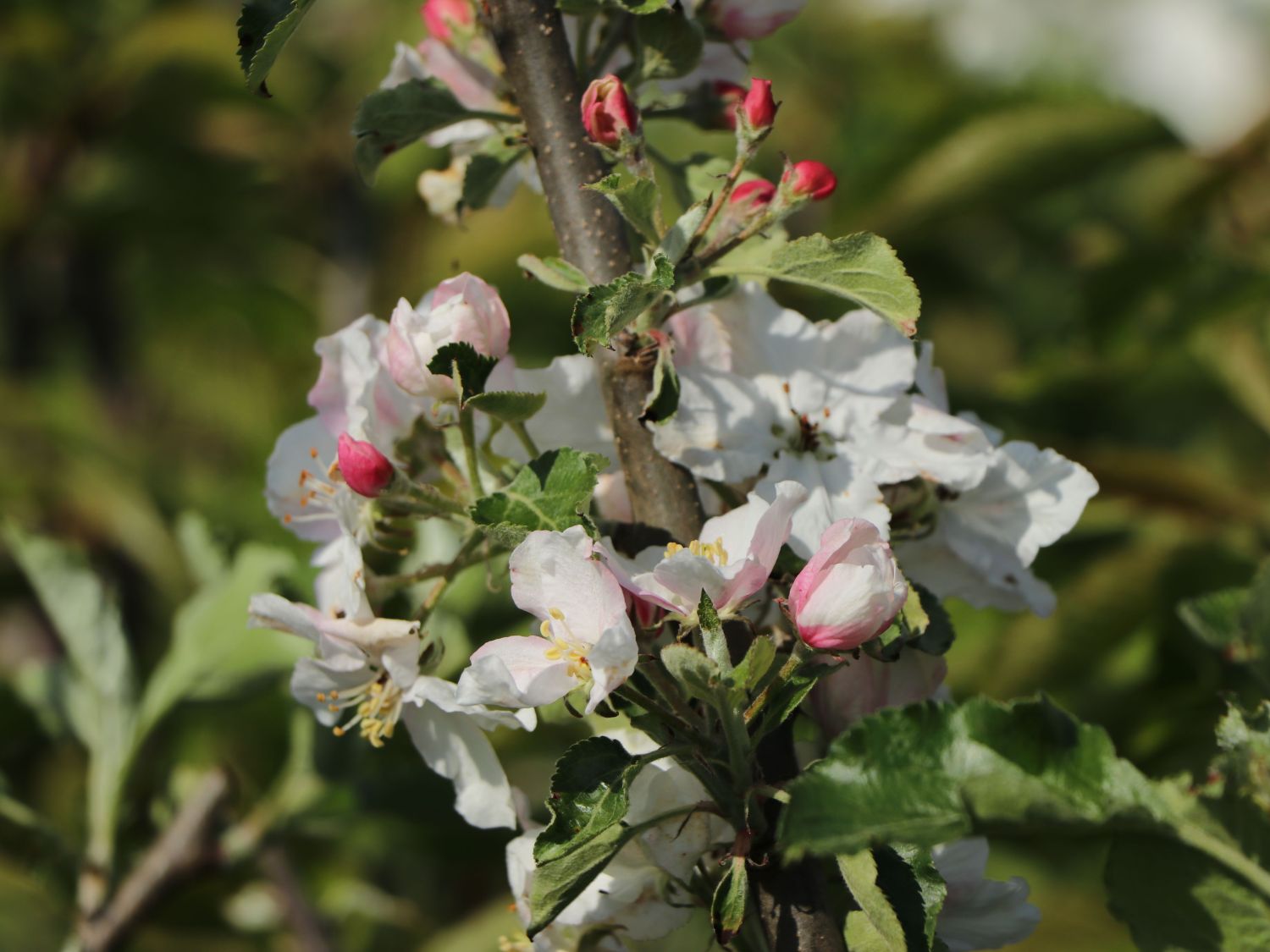 Winterapfel \'Roter Boskoop\' - Malus \'Roter Boskoop\' - Baumschule Horstmann