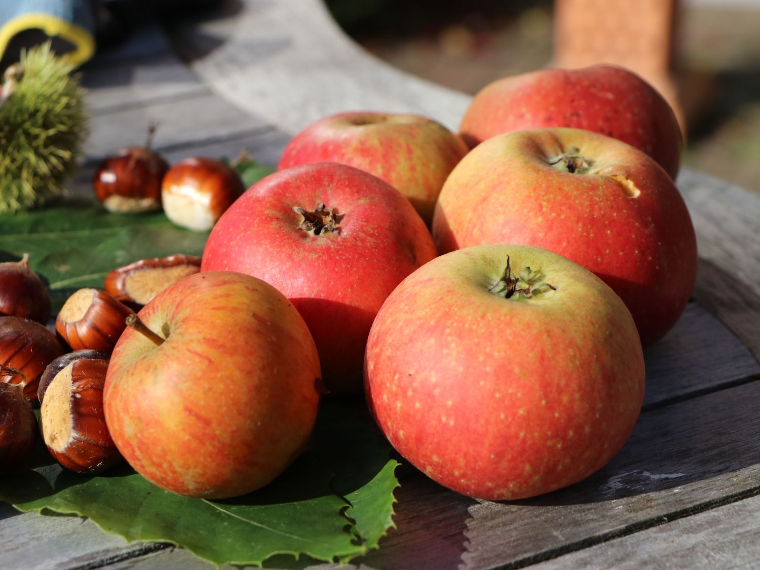 Winterapfel \'Schöner von Nordhausen\' / \'Hindenburgapfel\' - Malus \'Schöner  von Nordhausen\' / \'Hindenburgapfel\' - Baumschule Horstmann