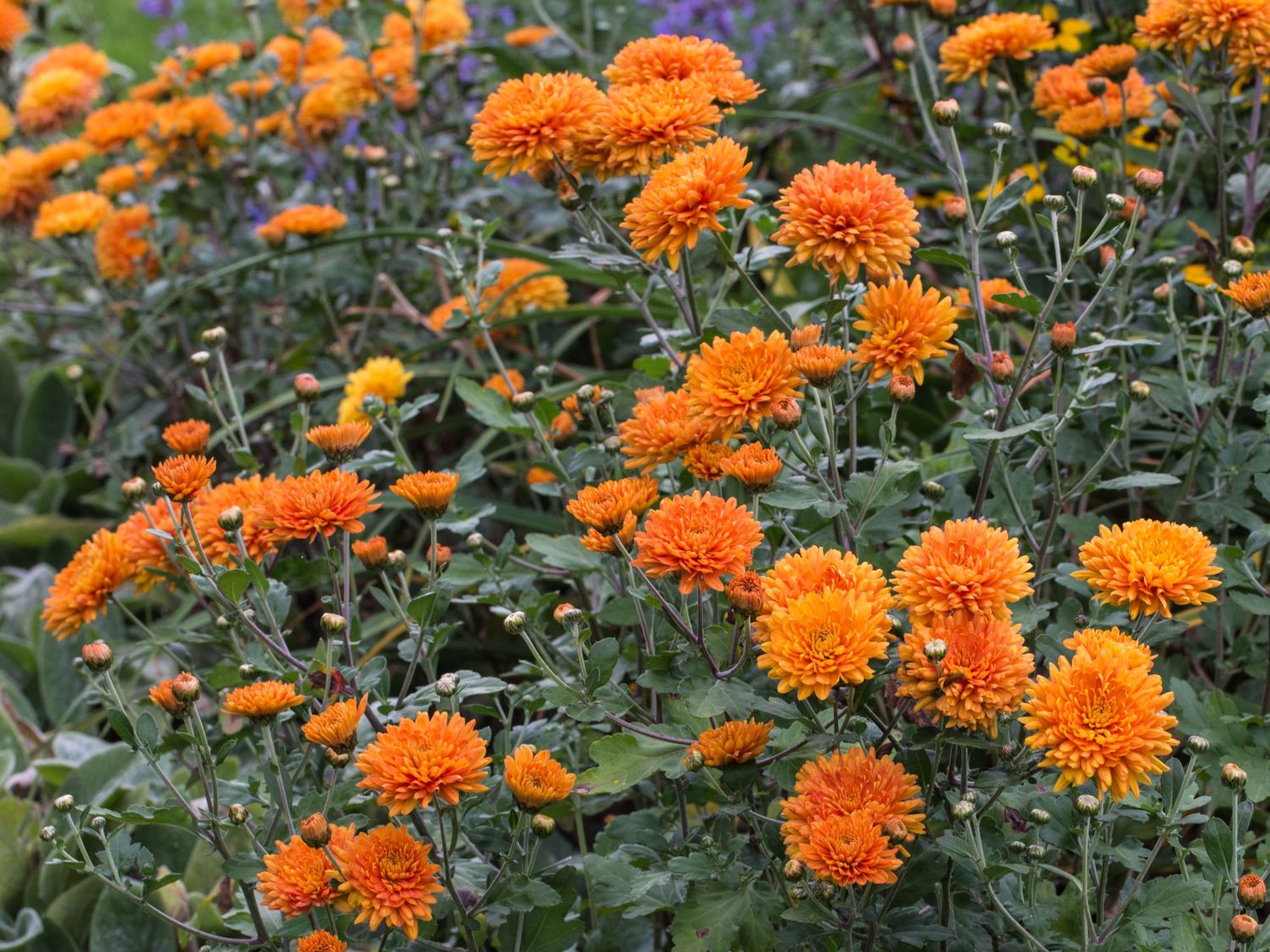 Chrysanthemen (Chrysanthemum) Infos & Pflanzen dieser Gattung