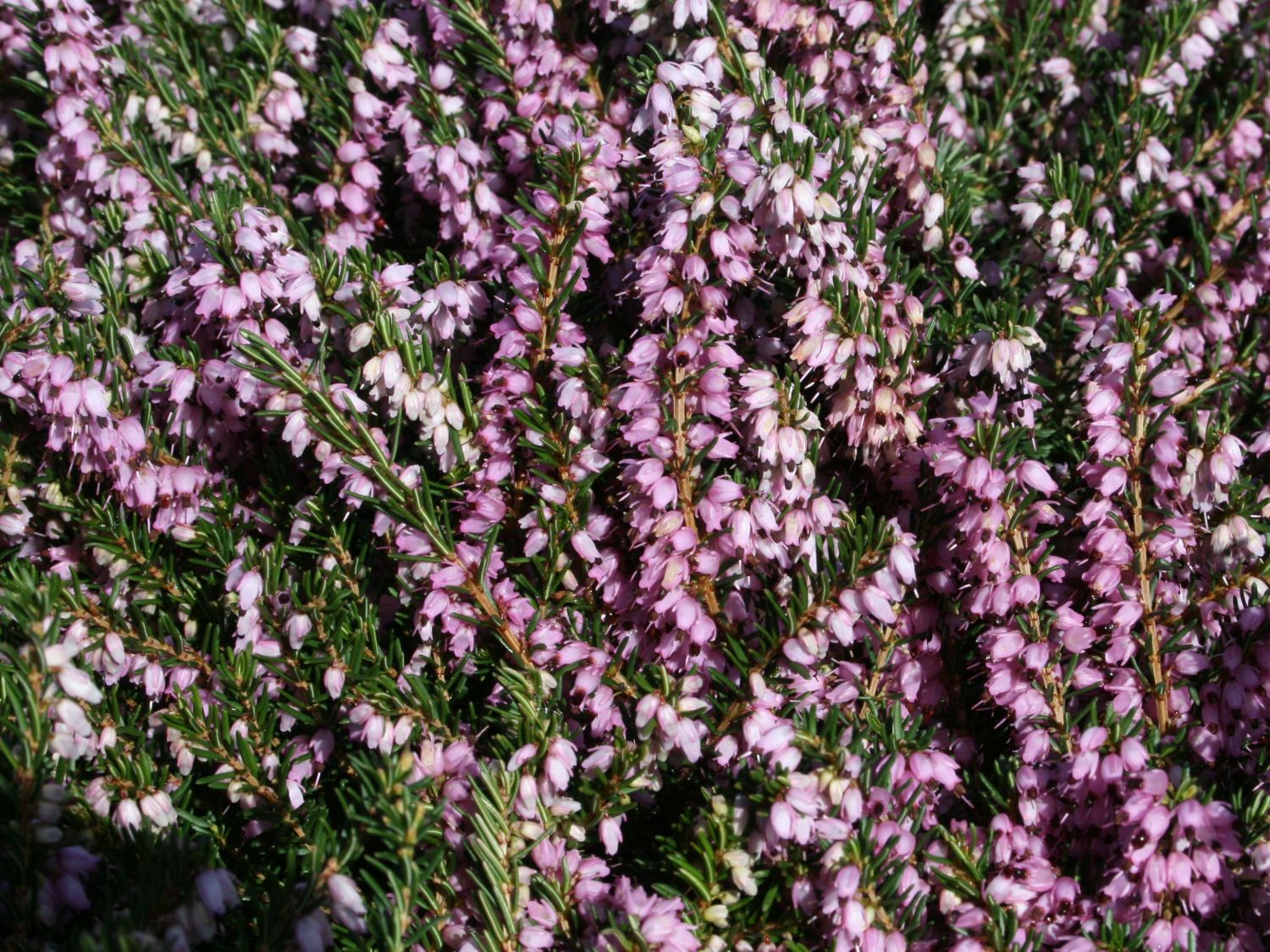 Winterblühende Heide 'Darley Dale' - Erica x darleyensis 'Darley Dale'