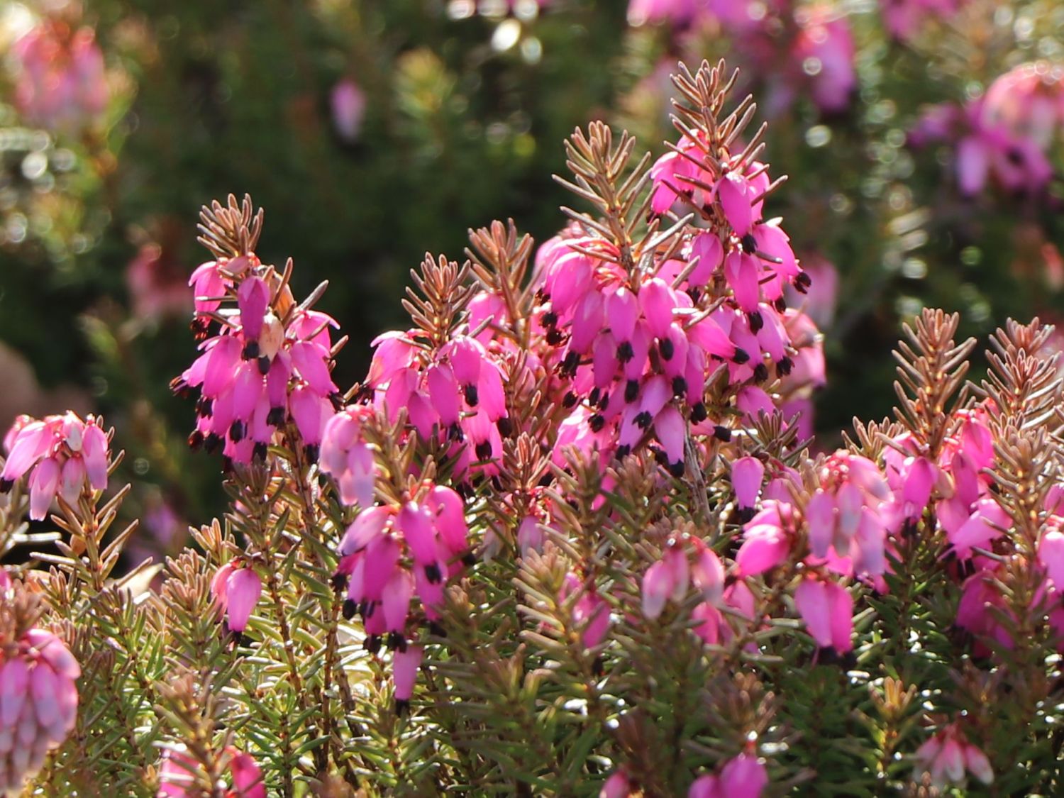 aloe cyprus Aloe 'Pink Blush' – Cyprus Cactus