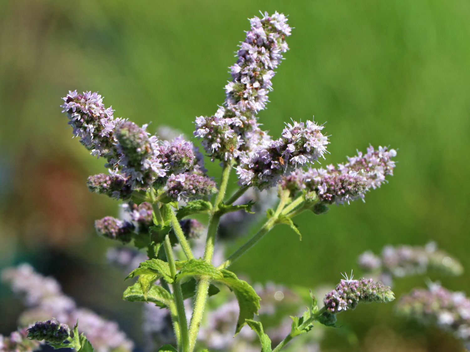 Wohlriechende Minze (Mentha suaveolens) - bestes Stauden-Wissen
