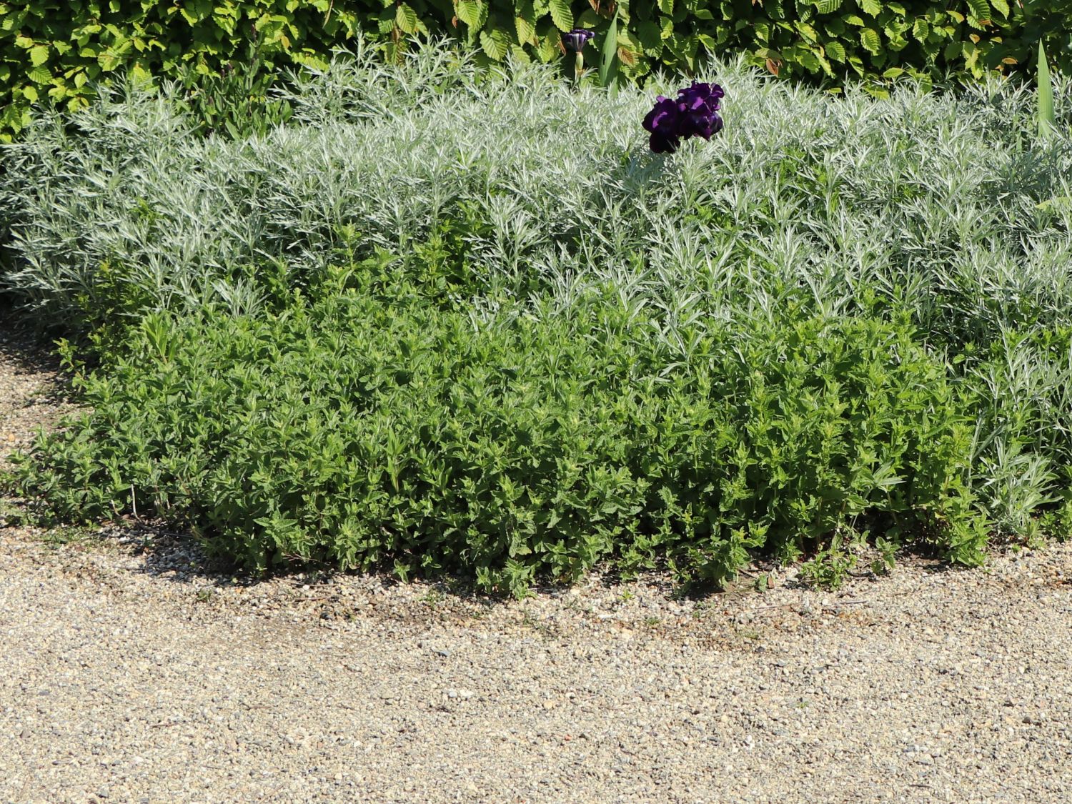 Wohlriechende Minze (Mentha suaveolens) - bestes Stauden-Wissen