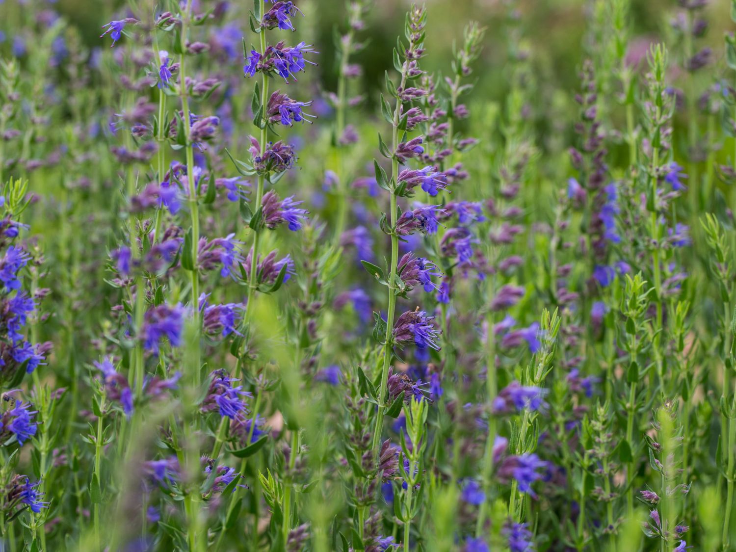 Ysop (Hyssopus officinalis) Schönste Stauden & Expertenwissen
