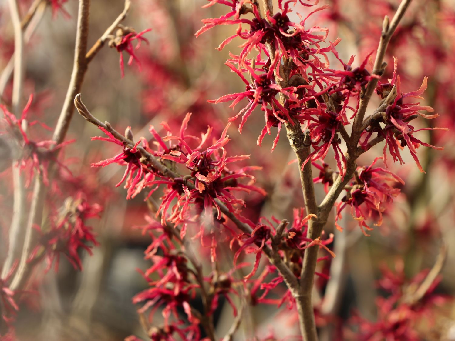 HAMAMELIS intermedia FEUERZAUBER (Hamamélis, Noisetier des sorcières)