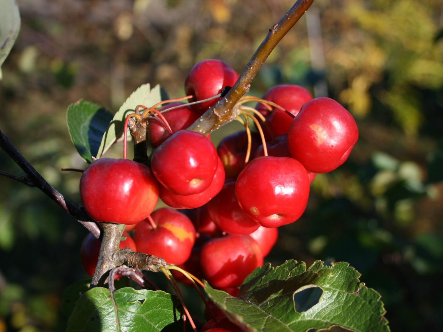 Zierapfel &amp;#39;Red Sentinel&amp;#39; - Malus &amp;#39;Red Sentinel&amp;#39; - Baumschule Horstmann