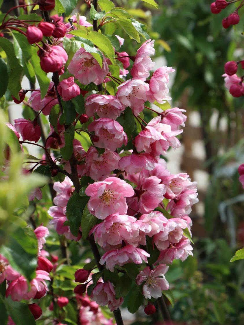 Zierapfel 'Van Eseltine' Malus 'Van Eseltine